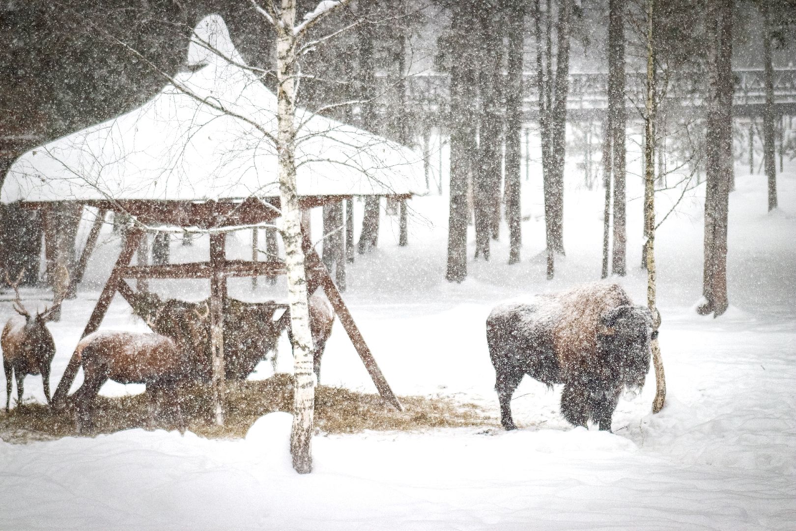 Клин, общество, животные, красная книга России, зима в подмосковье,