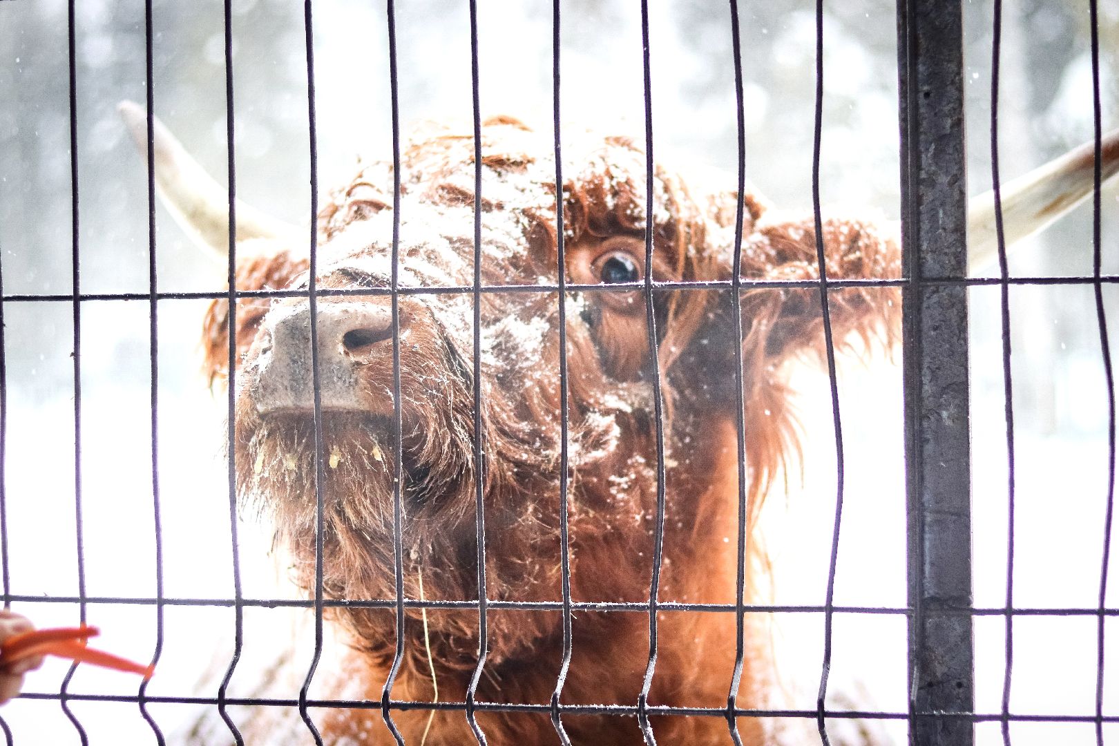 Клин, общество, животные, красная книга России, зима в подмосковье,