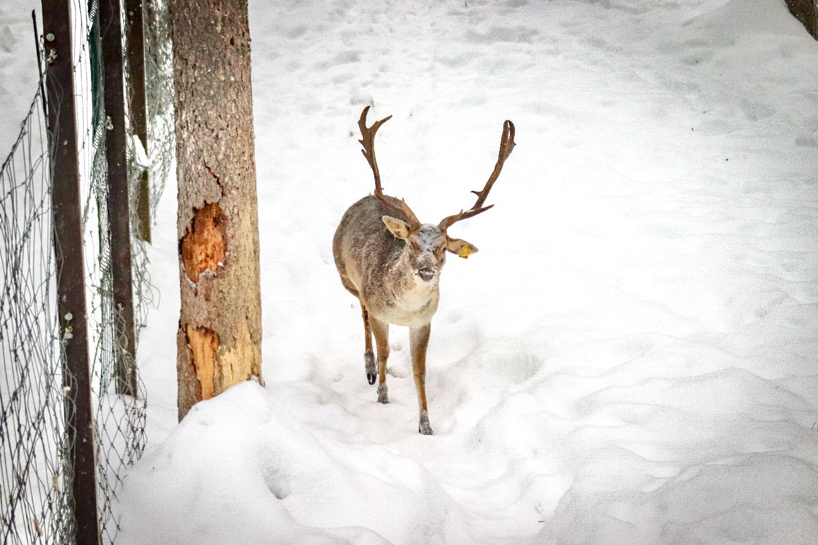 Клин, общество, животные, красная книга России, зима в подмосковье,
