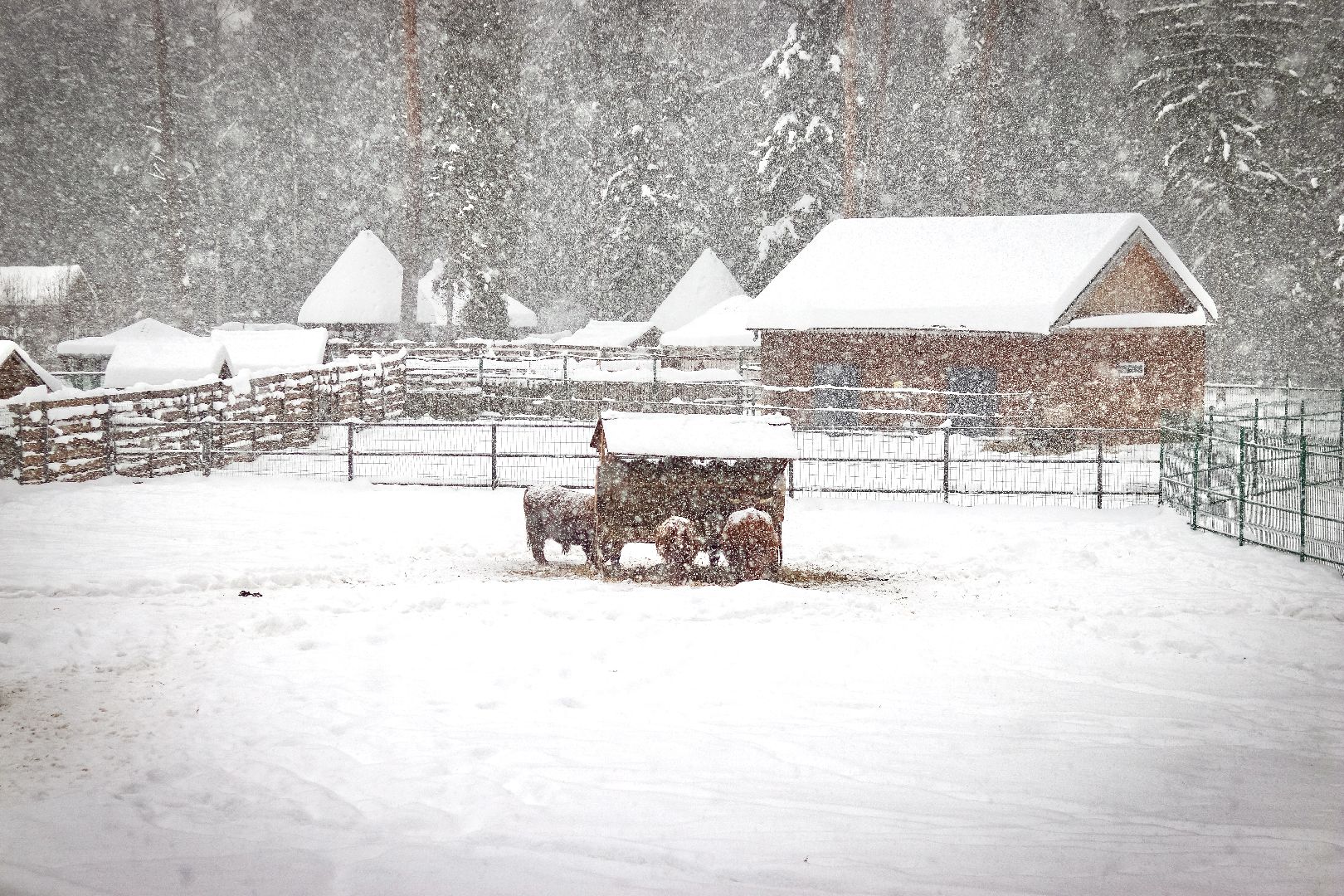 Клин, общество, животные, красная книга России, зима в подмосковье,