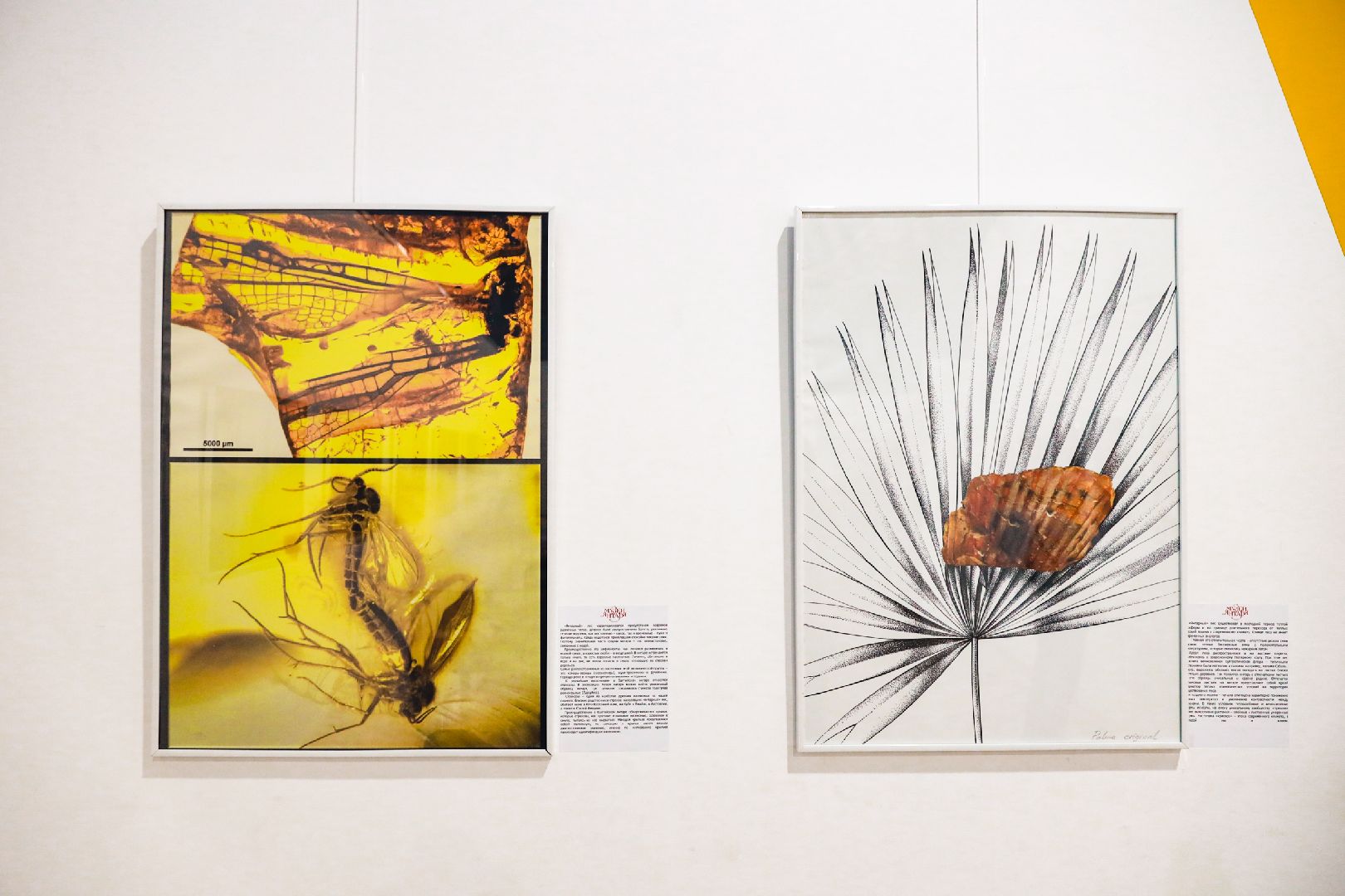 Янтарь, Выставка, Музей, химки,