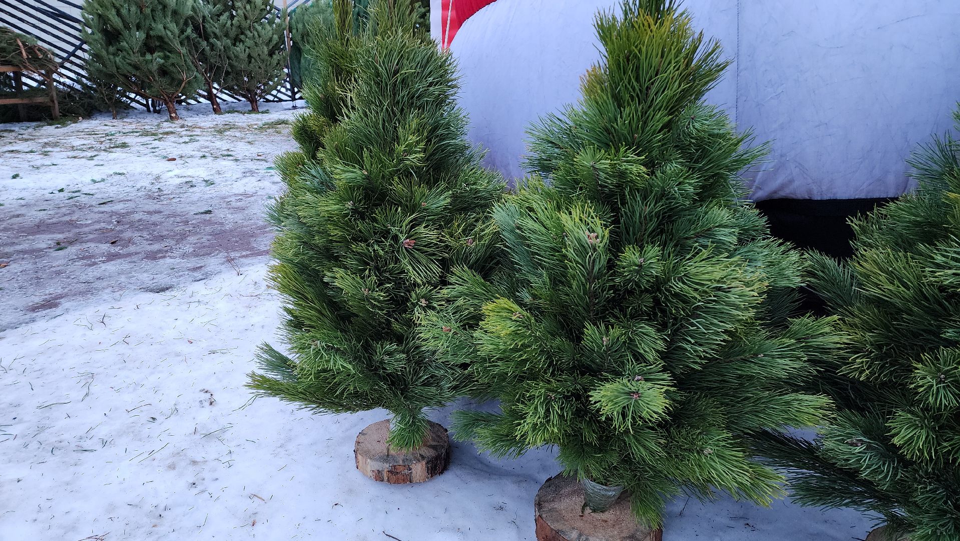 вертикалка, елочный базар, новый год,