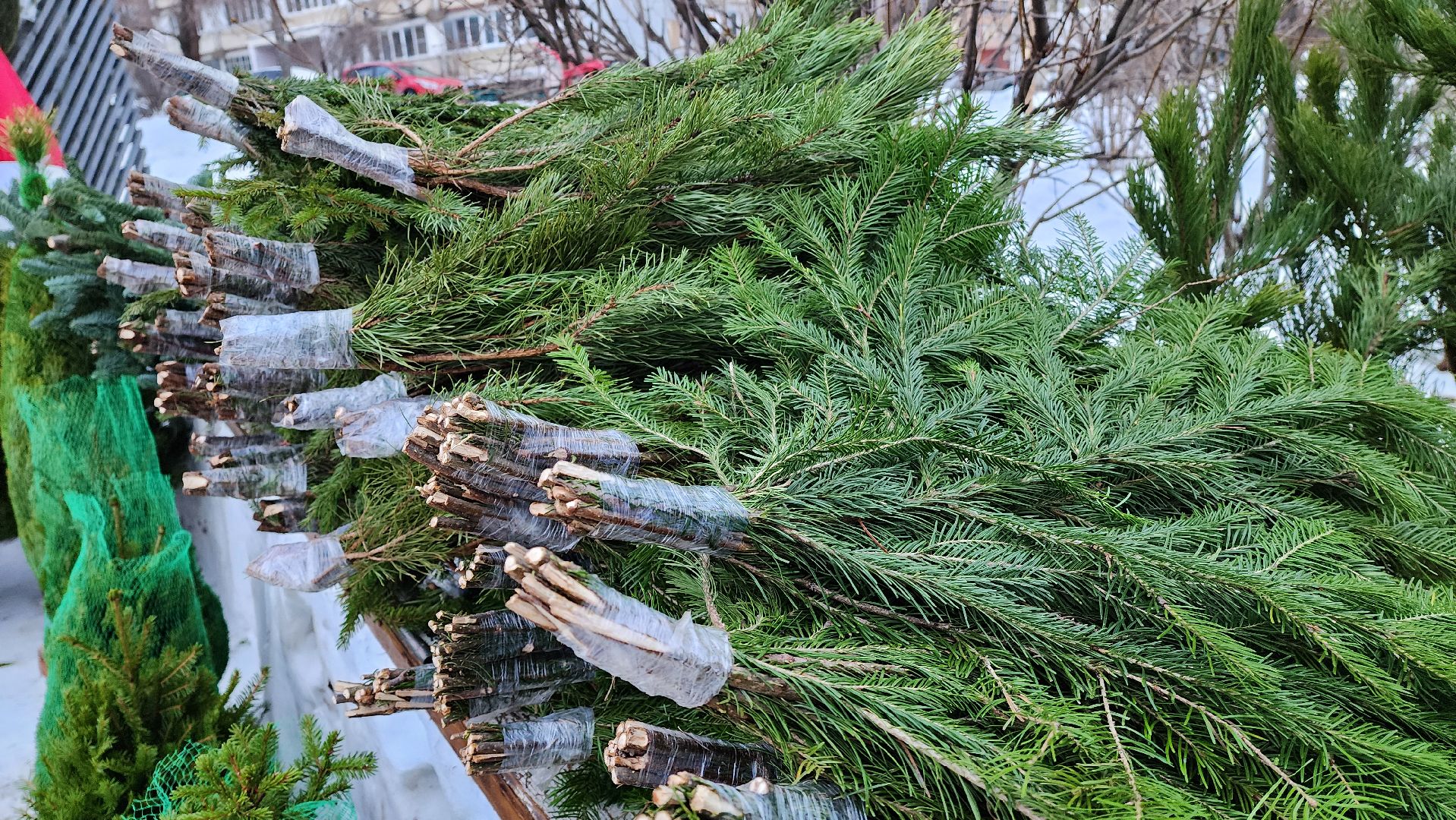 вертикалка, елочный базар, новый год,