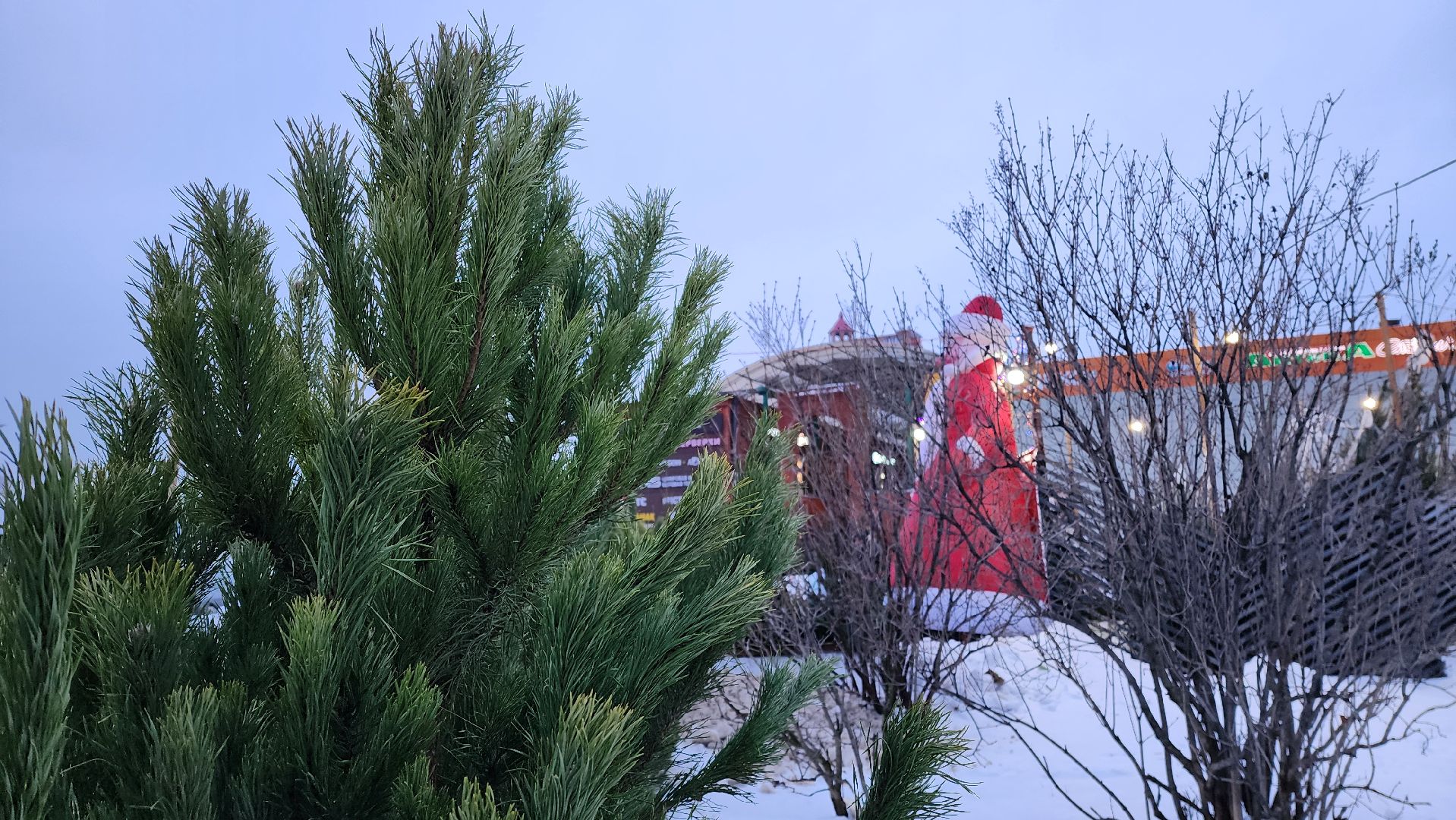 вертикалка, елочный базар, новый год,