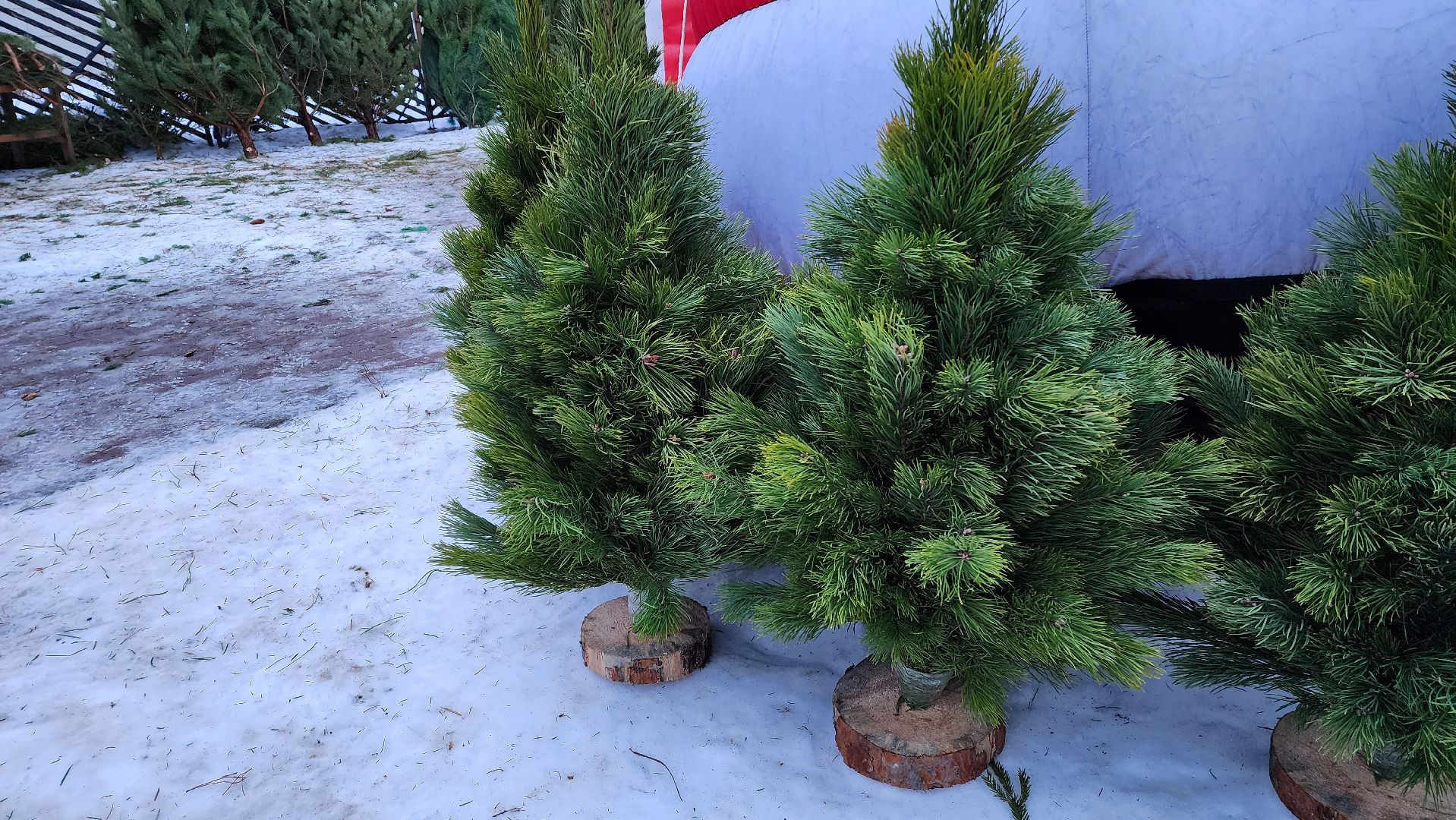 вертикалка, елочный базар, новый год,