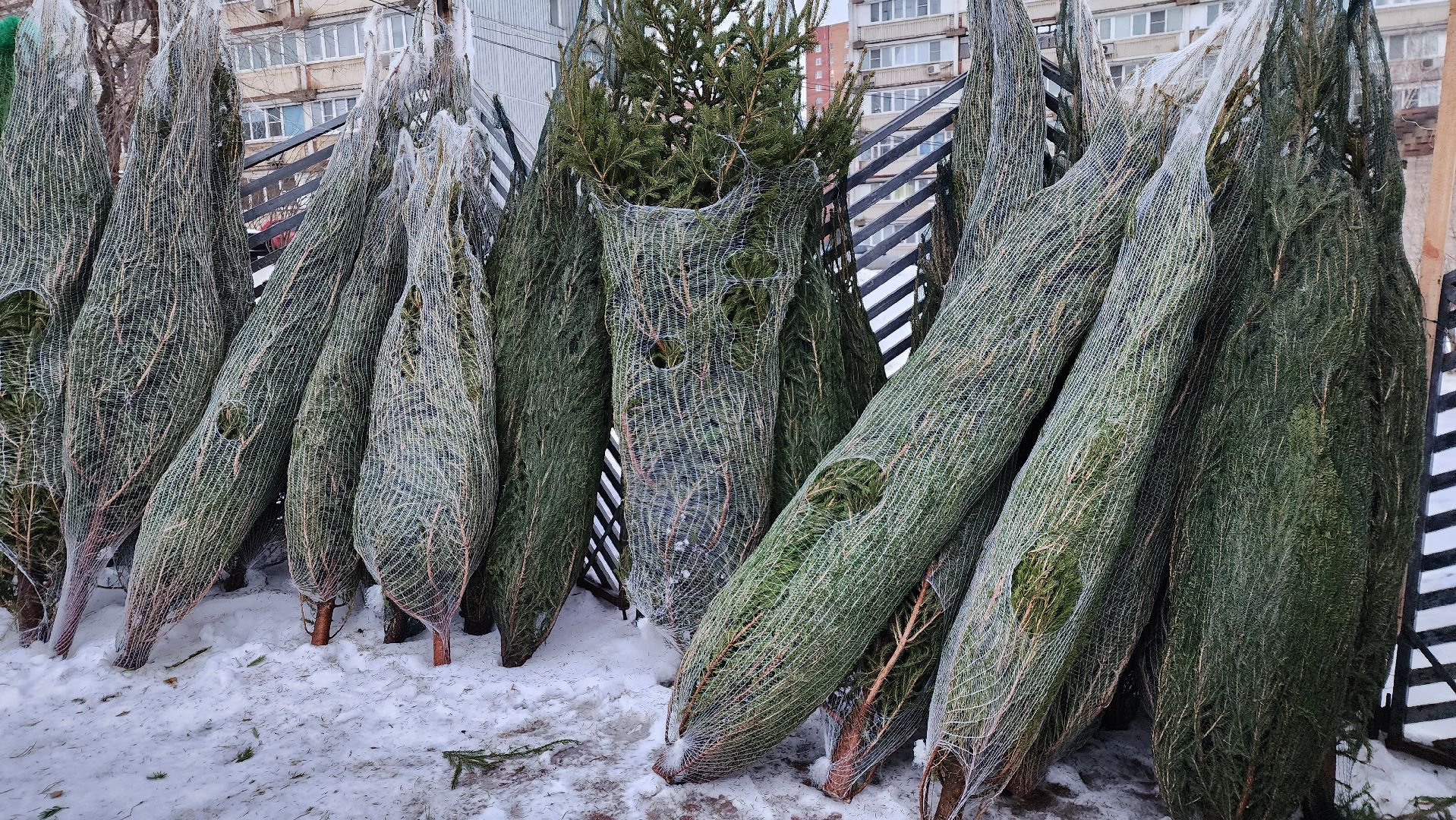 вертикалка, елочный базар, новый год,