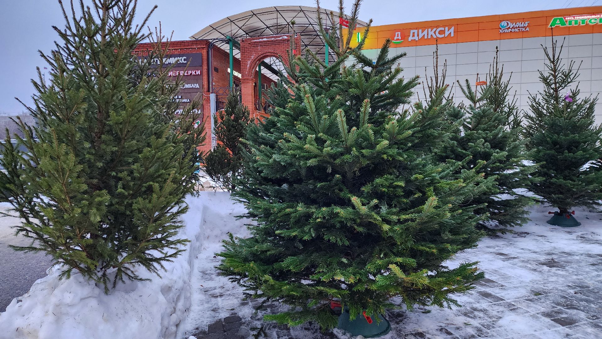 вертикалка, елочный базар, новый год,