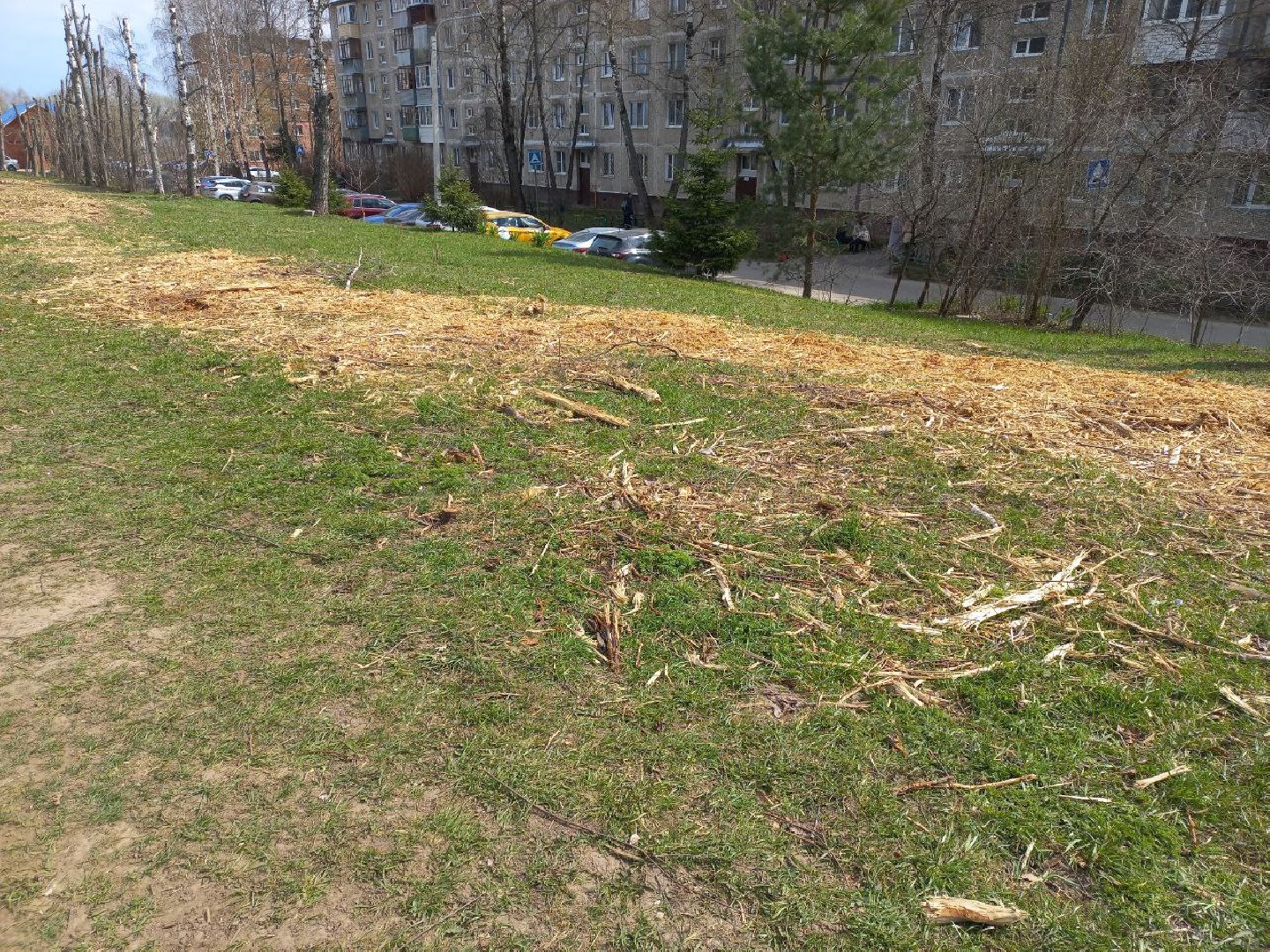 Солнечногорск, благоустройство, деревья, сухостой, школа