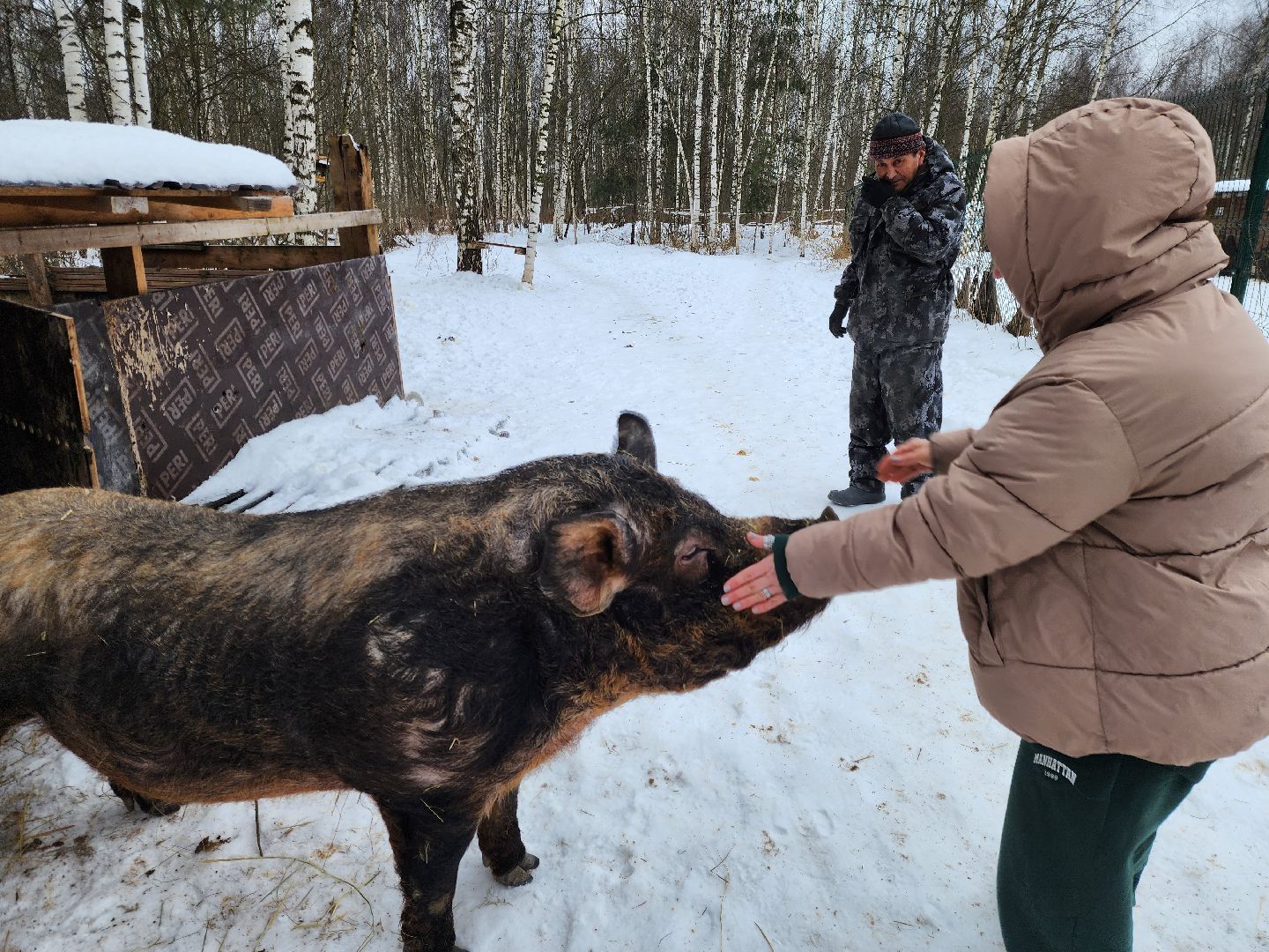 ногинск, приют для собак, козел, свин, спасенные животные, муниципальный приют,