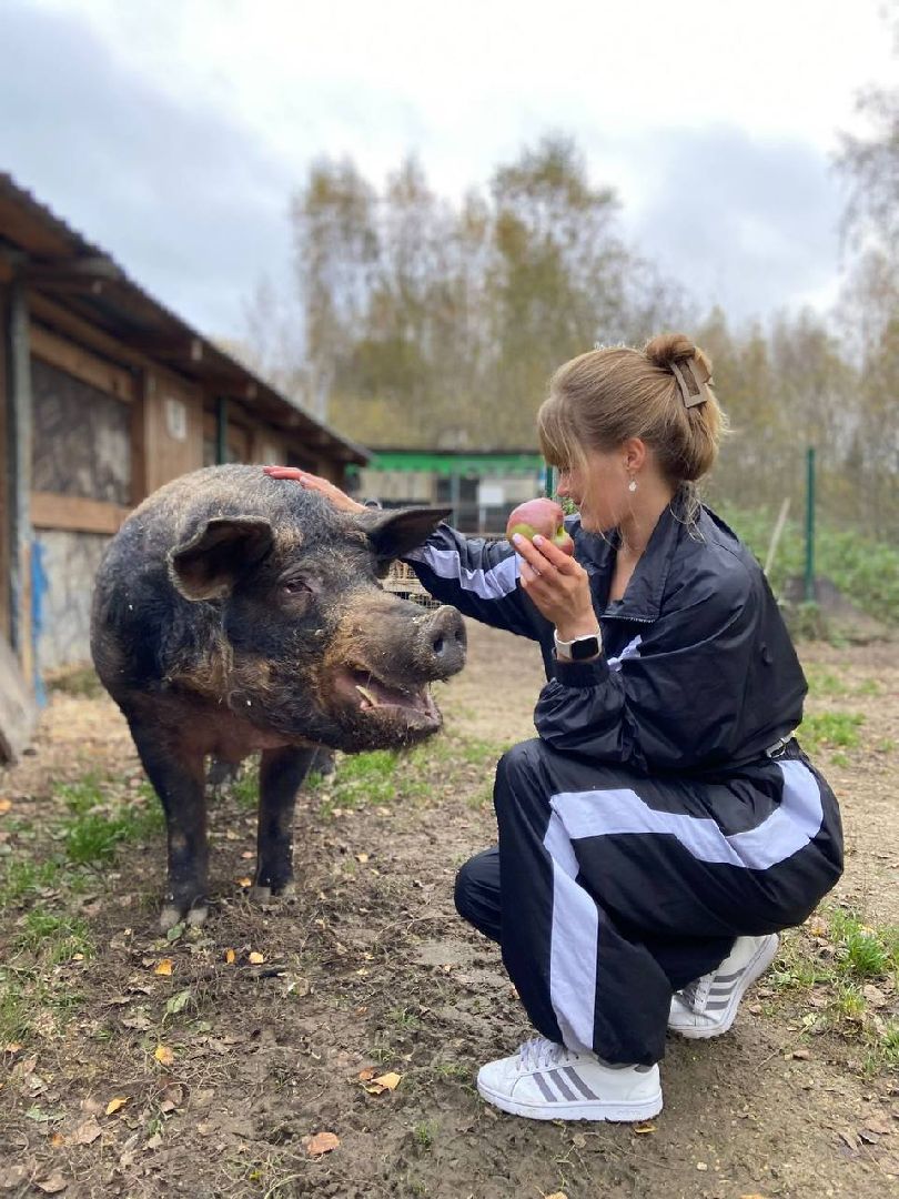 ногинск, приют для собак, козел, свин, спасенные животные, муниципальный приют,