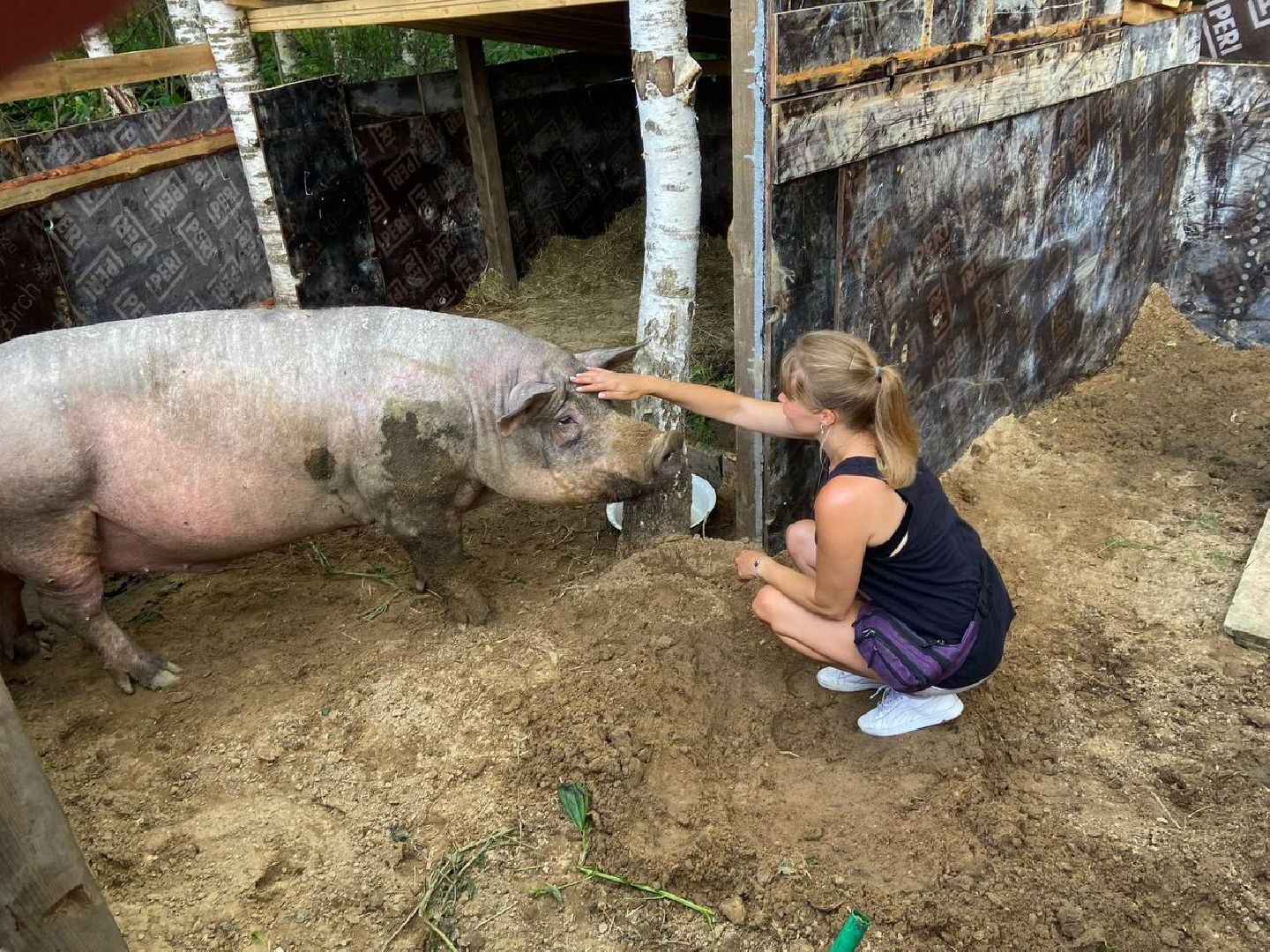 ногинск, приют для собак, козел, свин, спасенные животные, муниципальный приют,