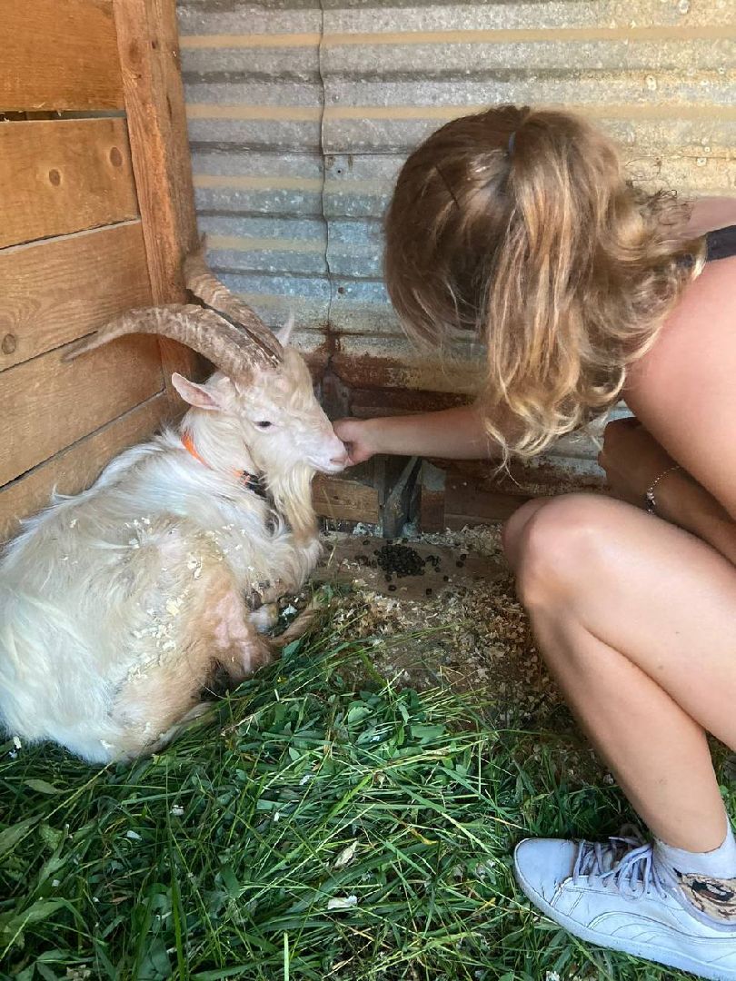 ногинск, приют для собак, козел, свин, спасенные животные, муниципальный приют,