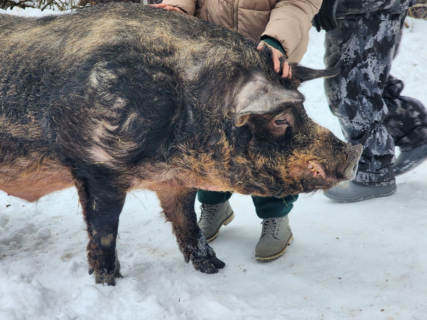 ногинск, приют для собак, козел, свин, спасенные животные, муниципальный приют,