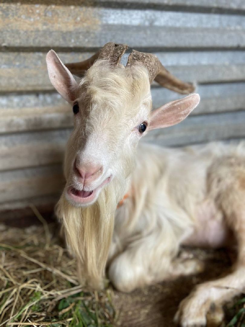 ногинск, приют для собак, козел, свин, спасенные животные, муниципальный приют,