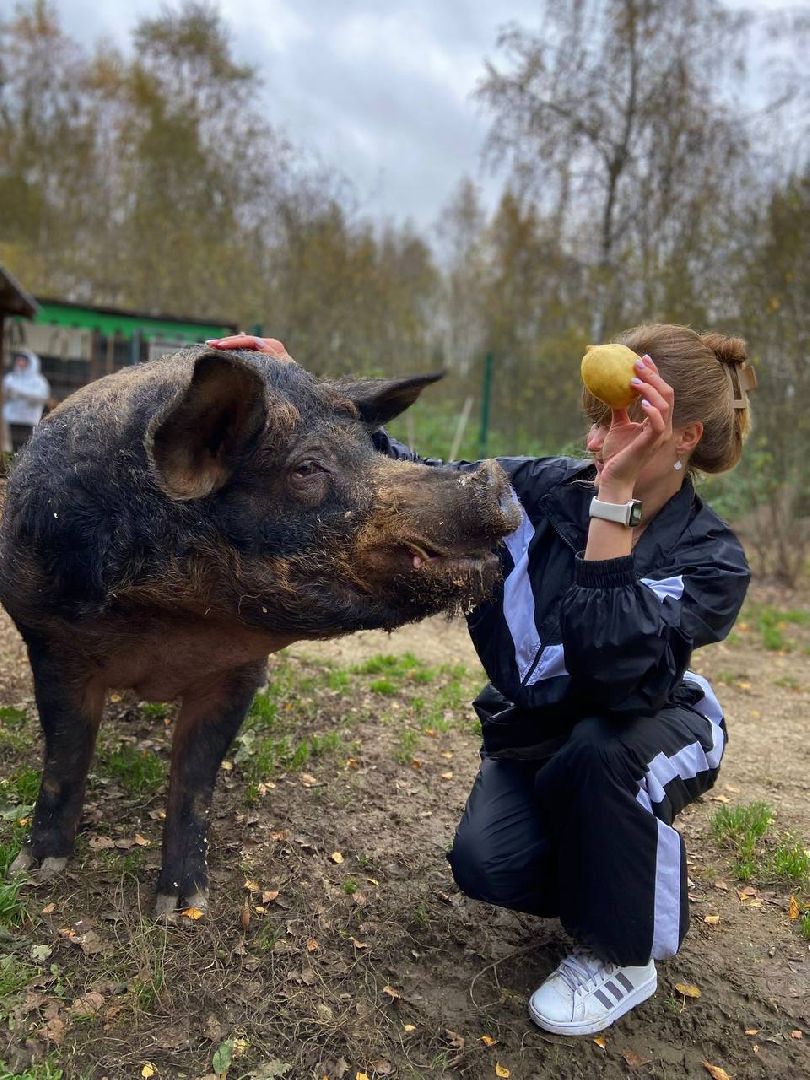 ногинск, приют для собак, козел, свин, спасенные животные, муниципальный приют,