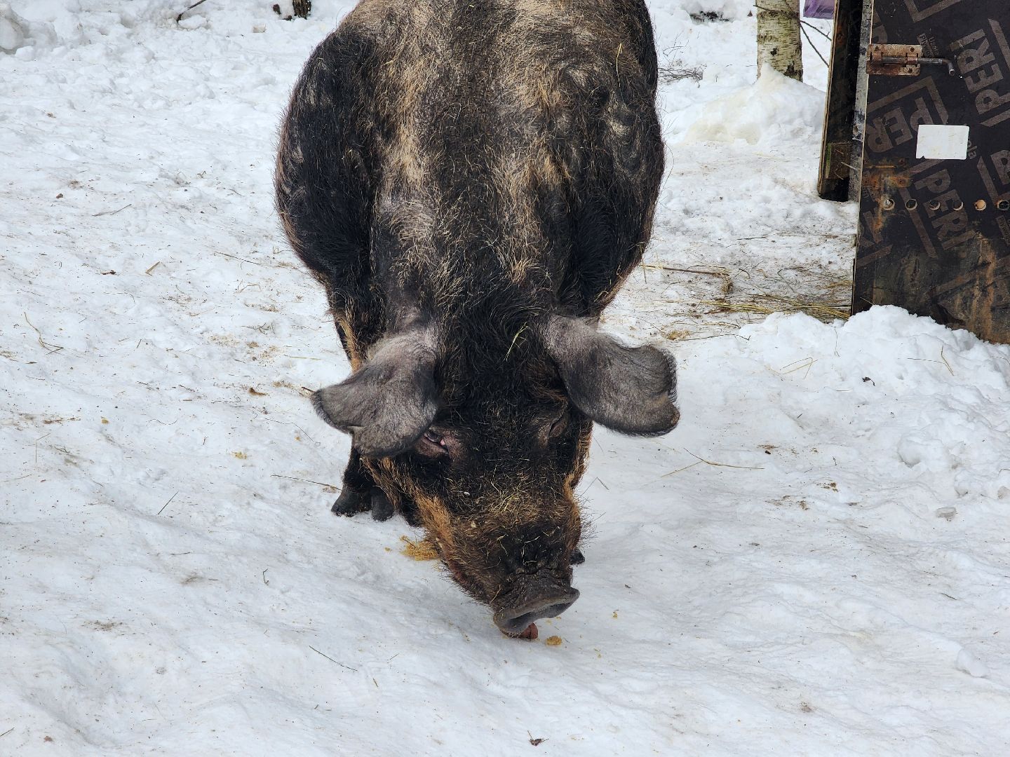 ногинск, приют для собак, козел, свин, спасенные животные, муниципальный приют,