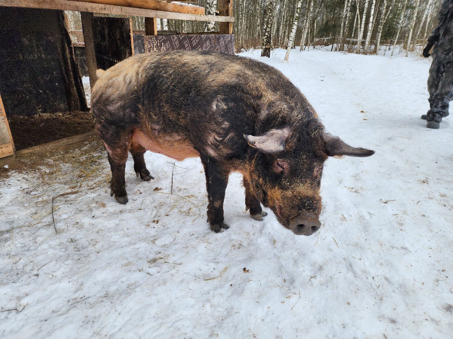 ногинск, приют для собак, козел, свин, спасенные животные, муниципальный приют,