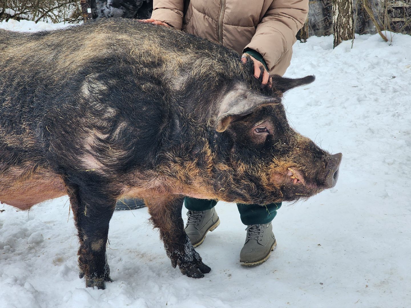 ногинск, приют для собак, козел, свин, спасенные животные, муниципальный приют,