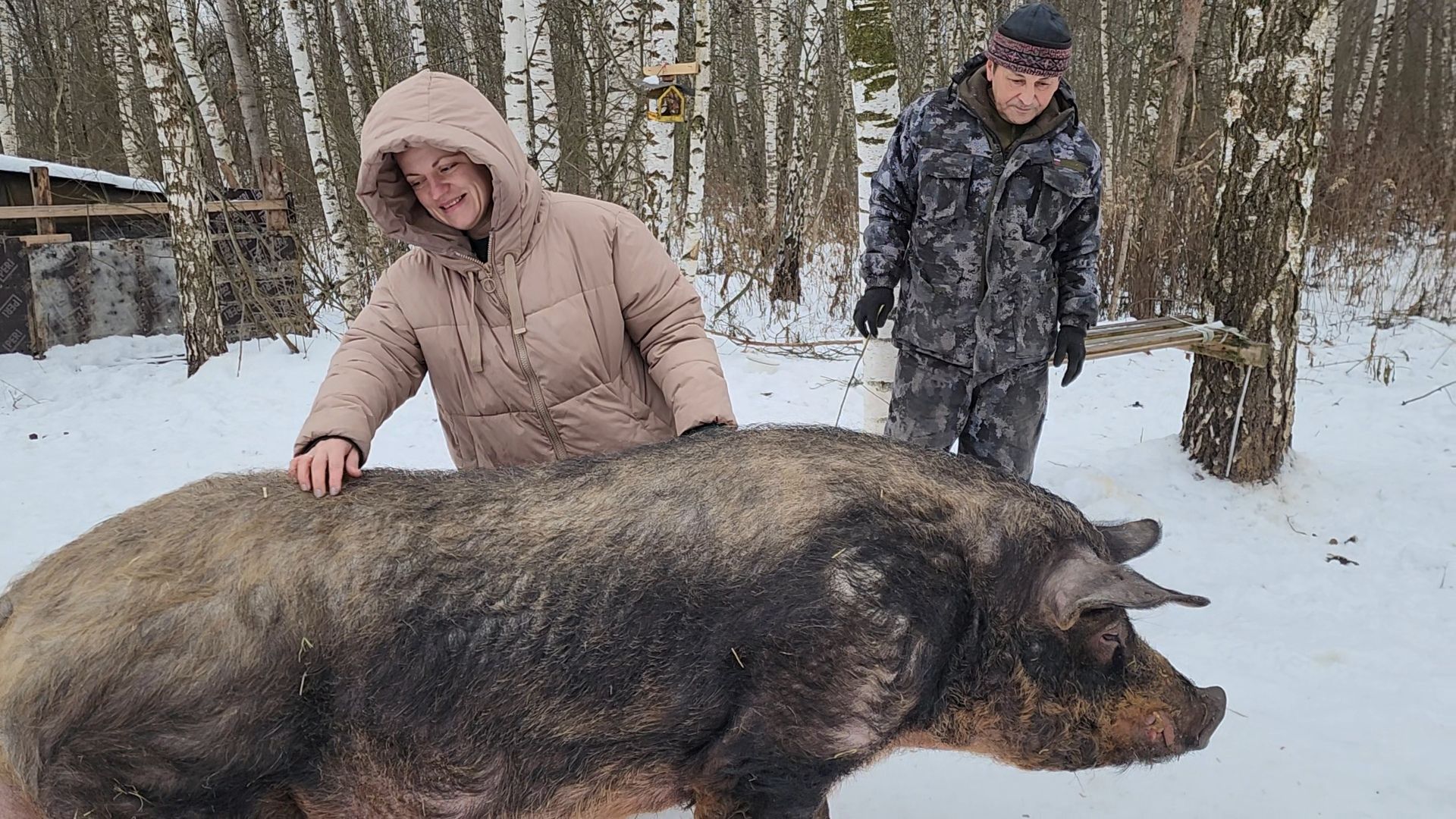 ногинск, приют для собак, козел, свин, спасенные животные, муниципальный приют,