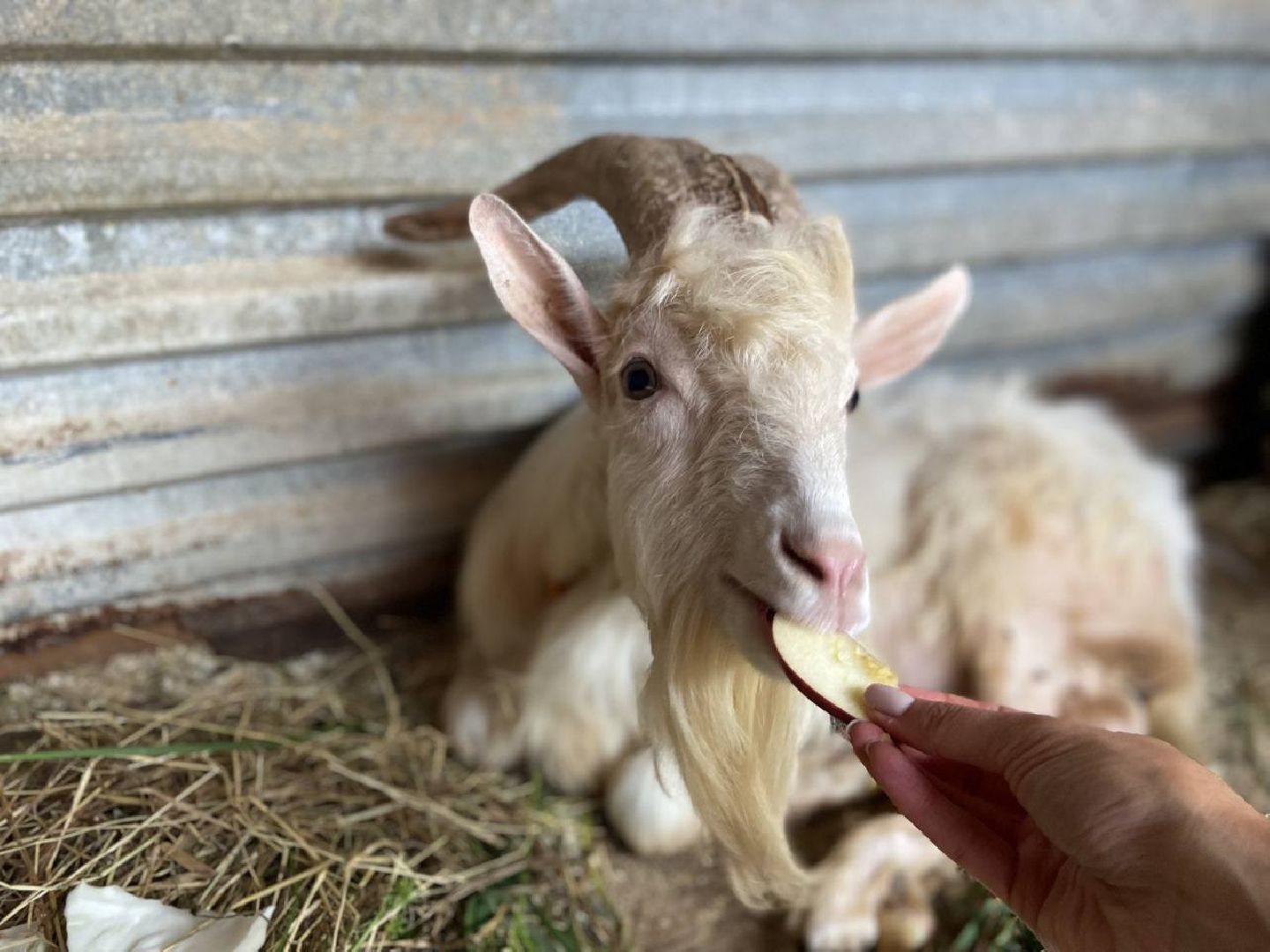 ногинск, приют для собак, козел, свин, спасенные животные, муниципальный приют,