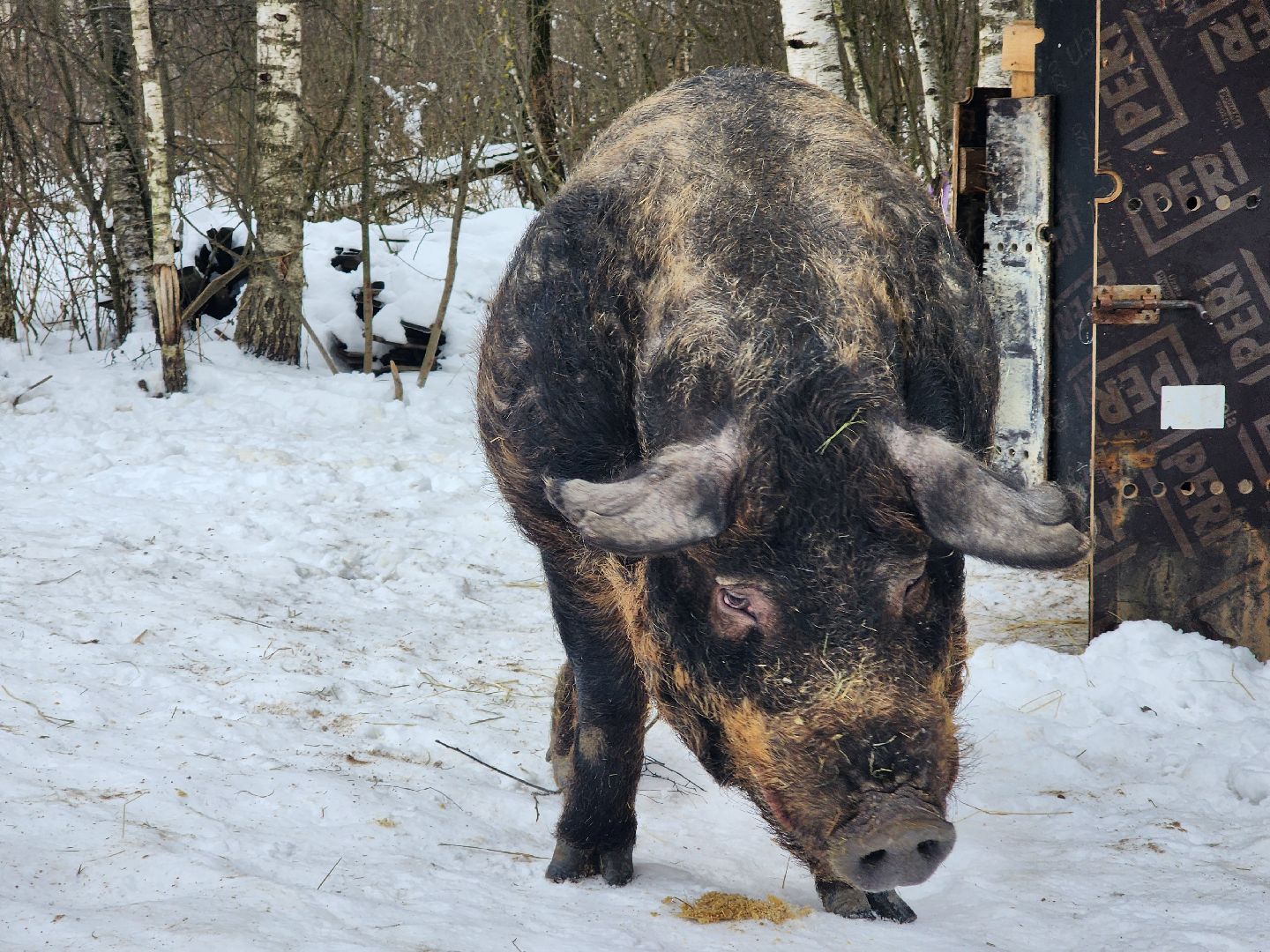 ногинск, приют для собак, козел, свин, спасенные животные, муниципальный приют,