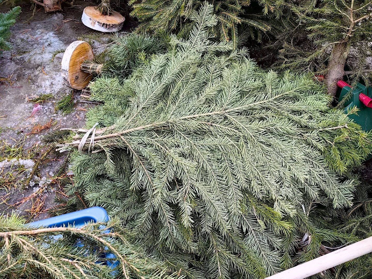 елочный базар, лапник, сосна, пихта, ель, вертикалки