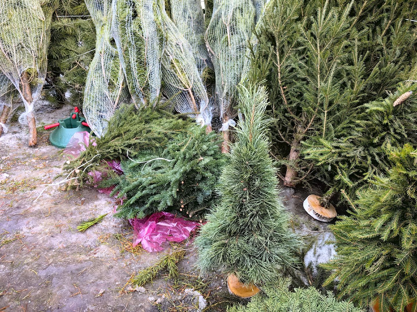 елочный базар, лапник, сосна, пихта, ель, вертикалки