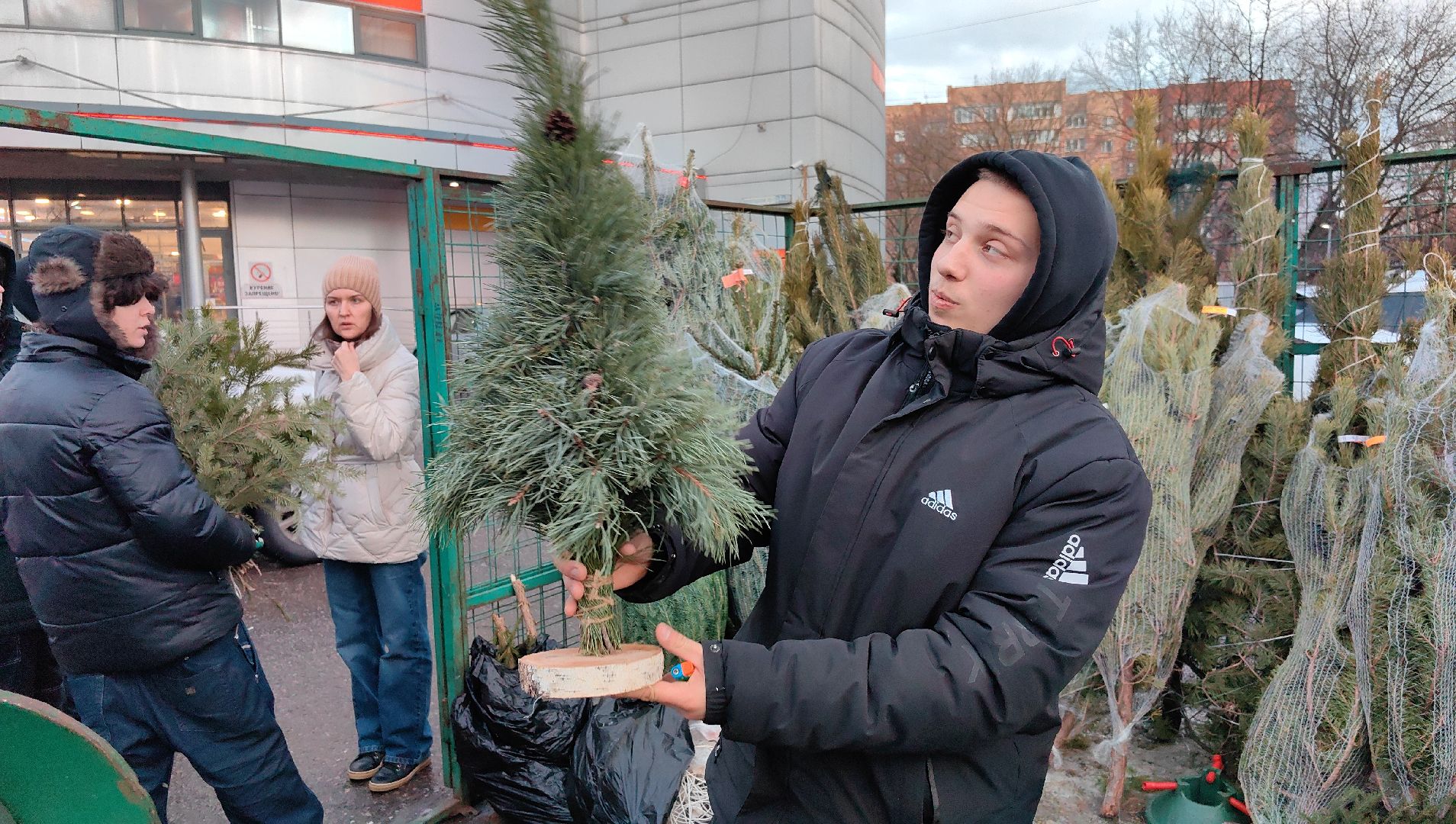 елочный базар, лапник, сосна, пихта, ель, вертикалки