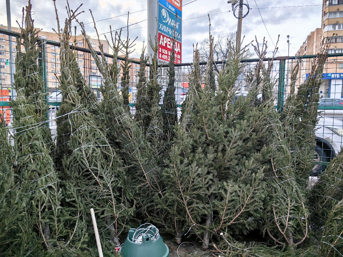 елочный базар, лапник, сосна, пихта, ель, вертикалки