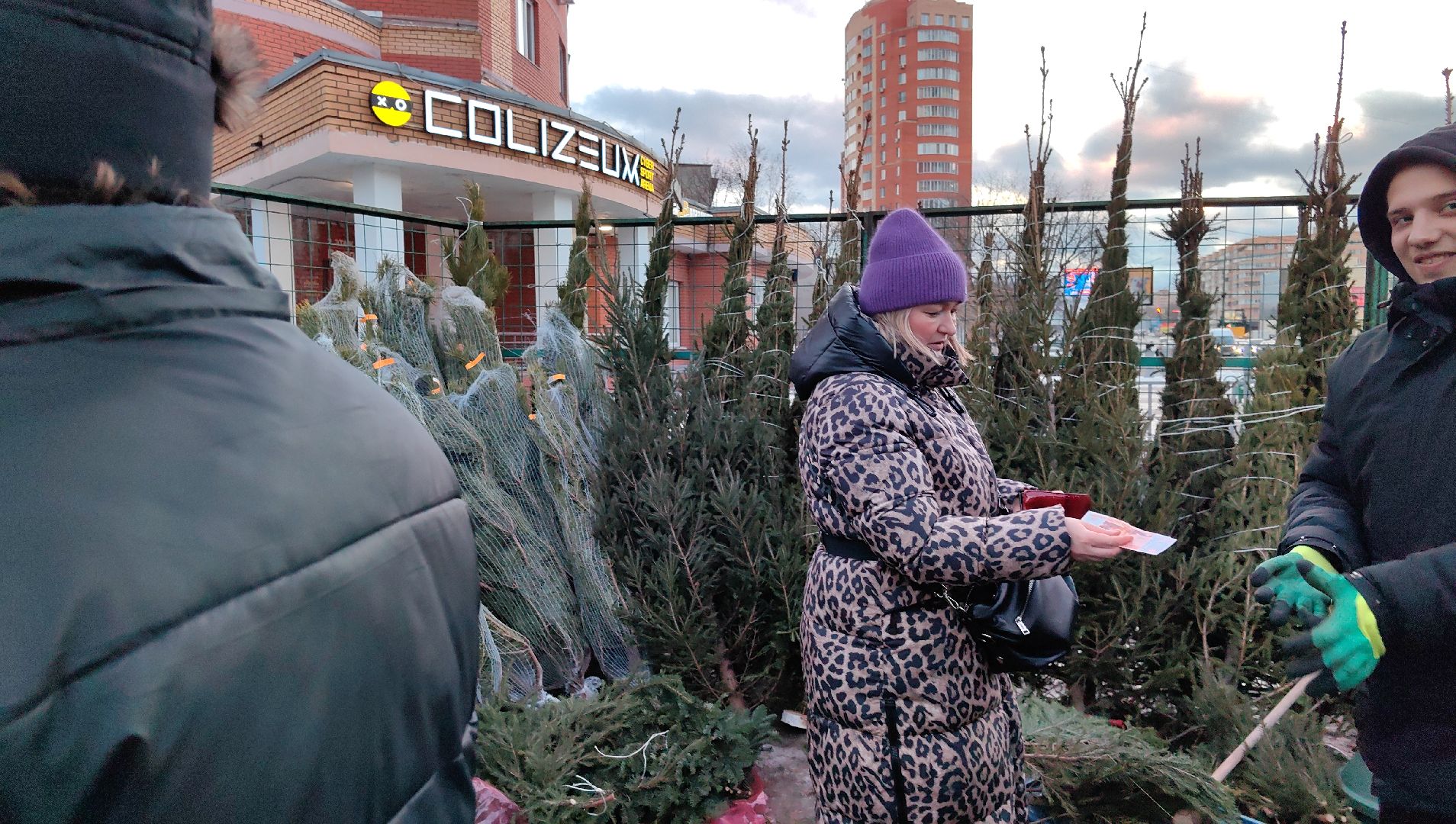 елочный базар, лапник, сосна, пихта, ель, вертикалки