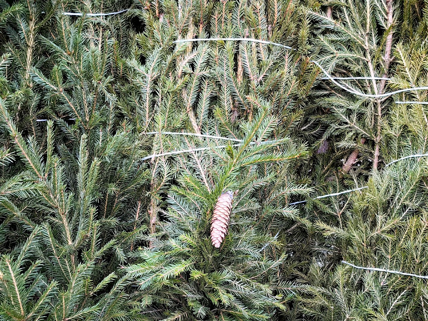 елочный базар, лапник, сосна, пихта, ель, вертикалки