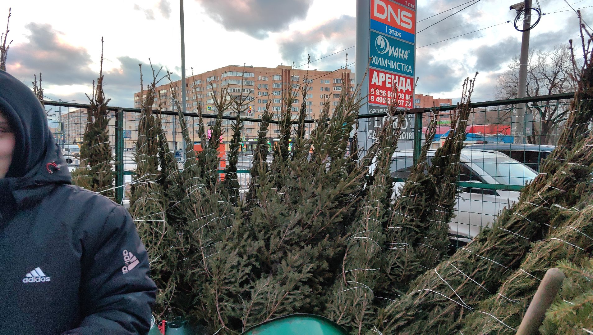 елочный базар, лапник, сосна, пихта, ель, вертикалки