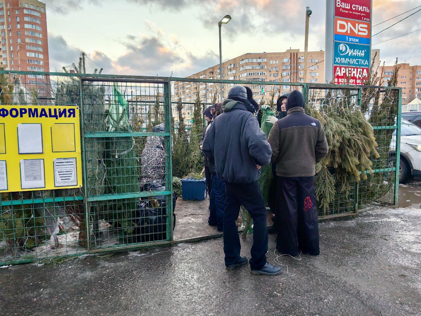 елочный базар, лапник, сосна, пихта, ель, вертикалки