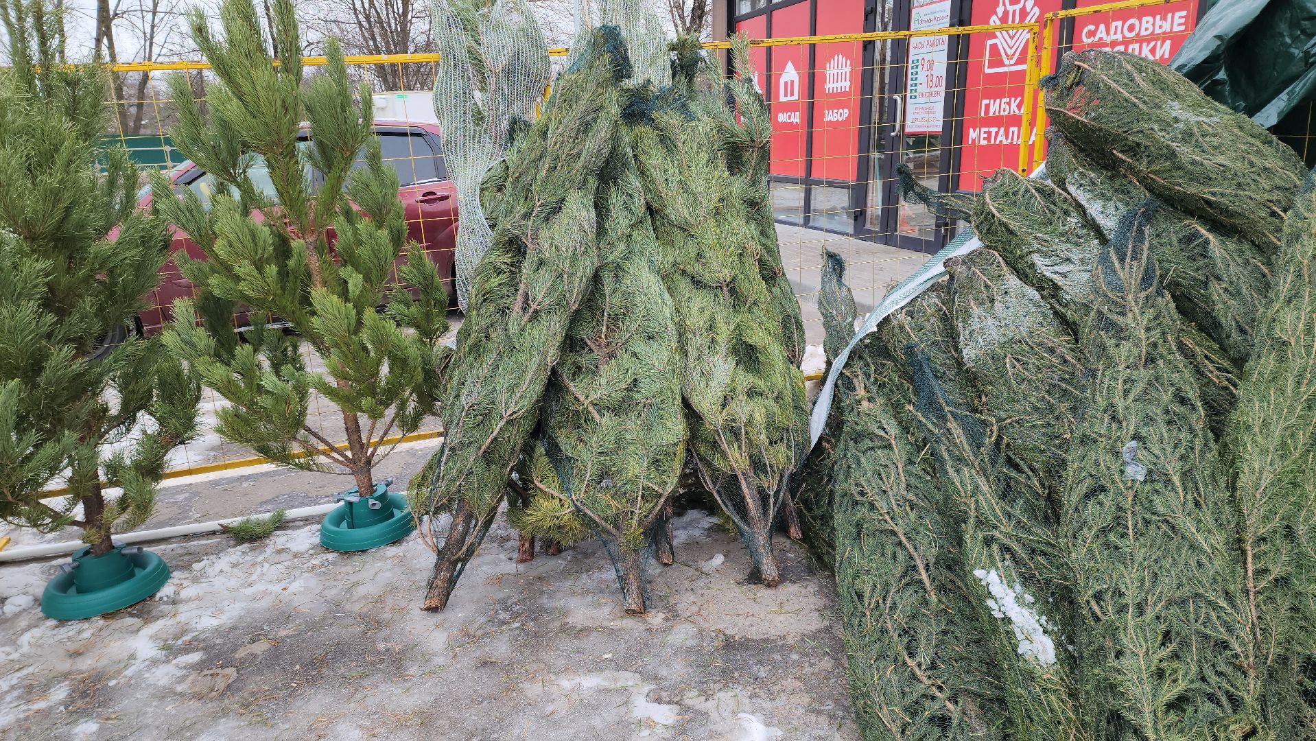 елочный базар, руза, рузский городской округ, тучково, елка живая, зима в рузе, зима в подмосковье,