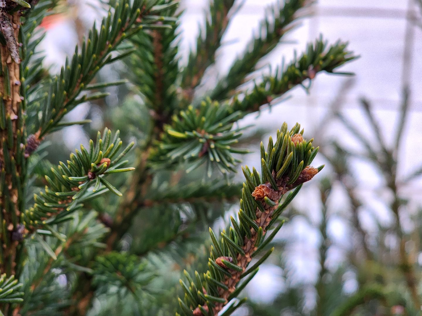елочный базар, руза, рузский городской округ, тучково, елка живая, зима в рузе, зима в подмосковье,