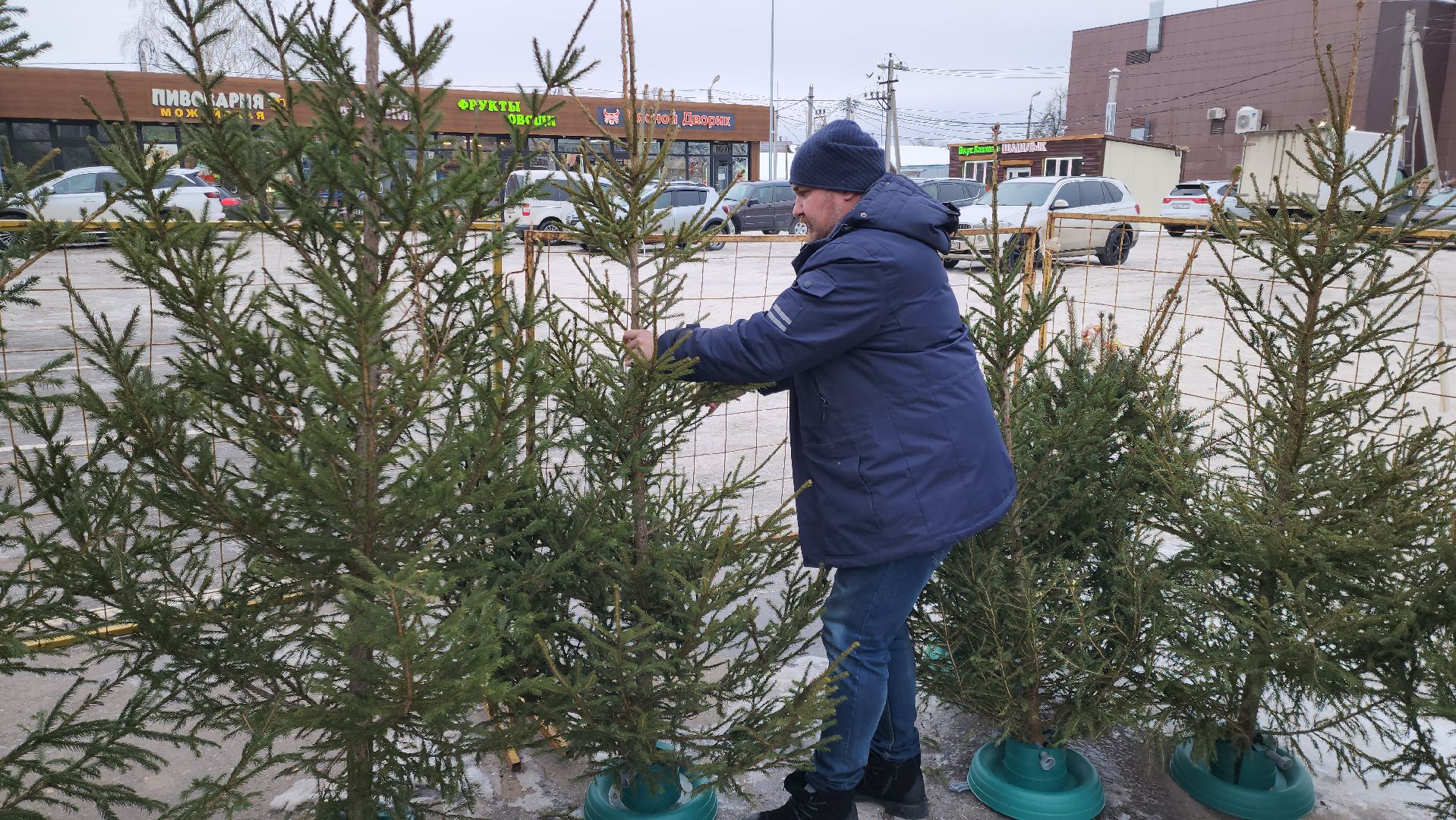 елочный базар, руза, рузский городской округ, тучково, елка живая, зима в рузе, зима в подмосковье,