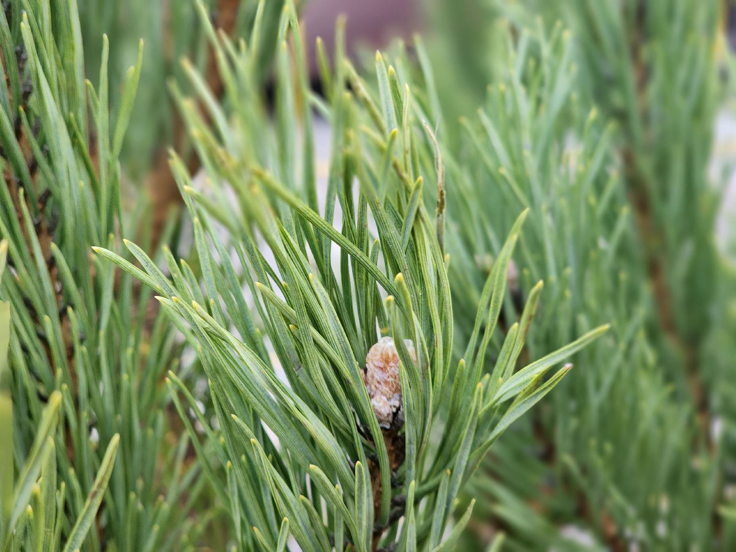 елочный базар, руза, рузский городской округ, тучково, елка живая, зима в рузе, зима в подмосковье,