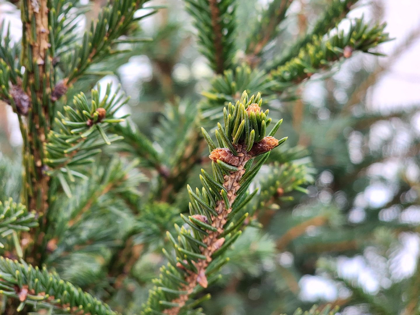 елочный базар, руза, рузский городской округ, тучково, елка живая, зима в рузе, зима в подмосковье,