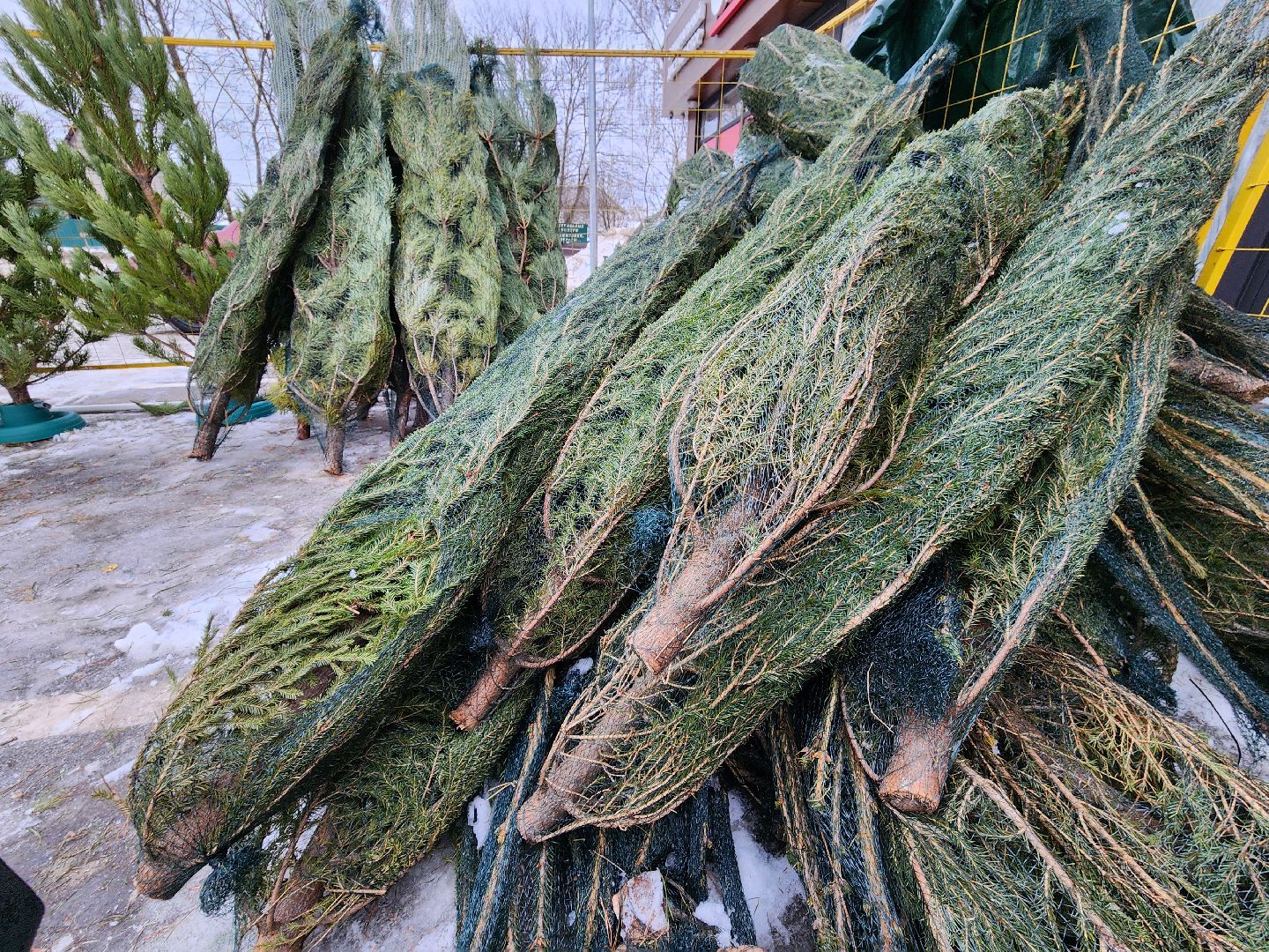 елочный базар, руза, рузский городской округ, тучково, елка живая, зима в рузе, зима в подмосковье,