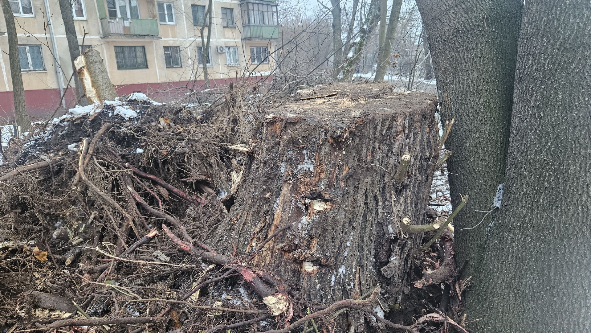 Сухостой, Деревья, Жуковский, вертикалки,