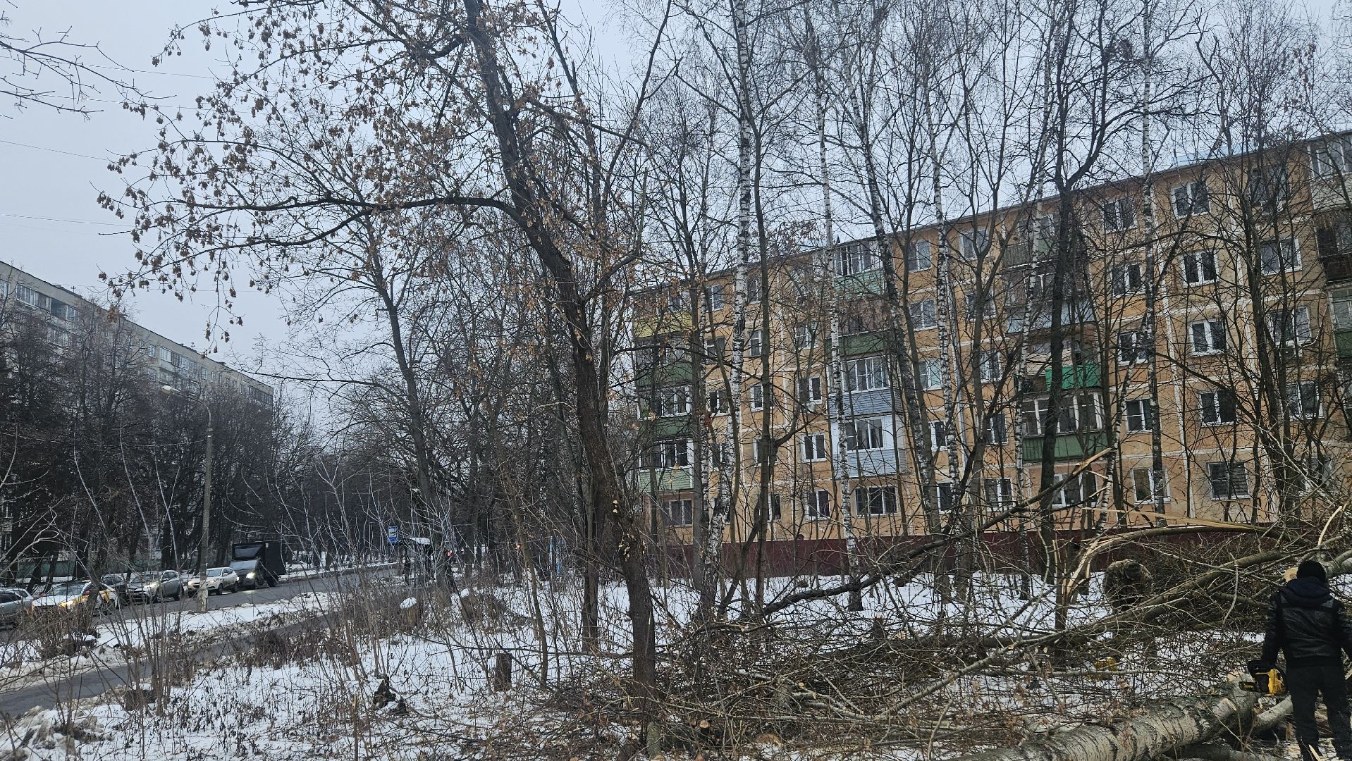 Сухостой, Деревья, Жуковский, вертикалки,