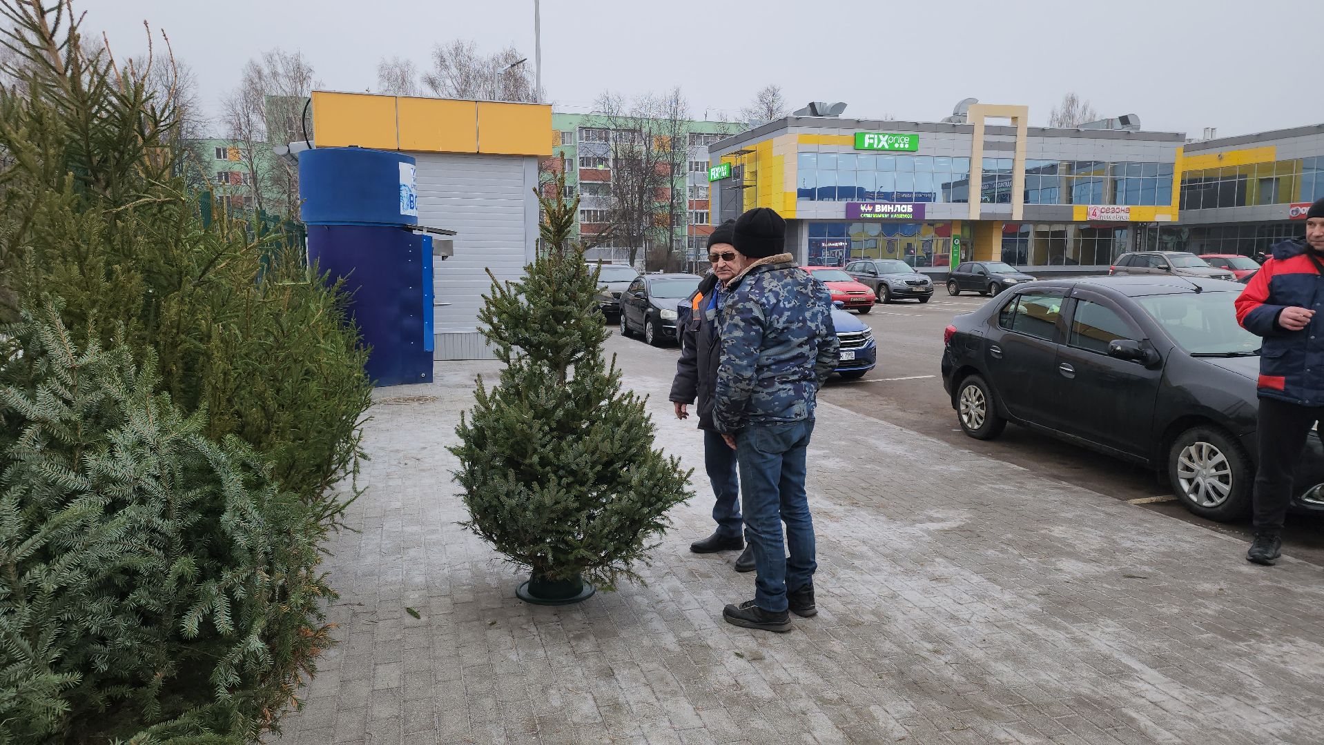 кашира, елочный базар, ель, сосна, вертикалки,