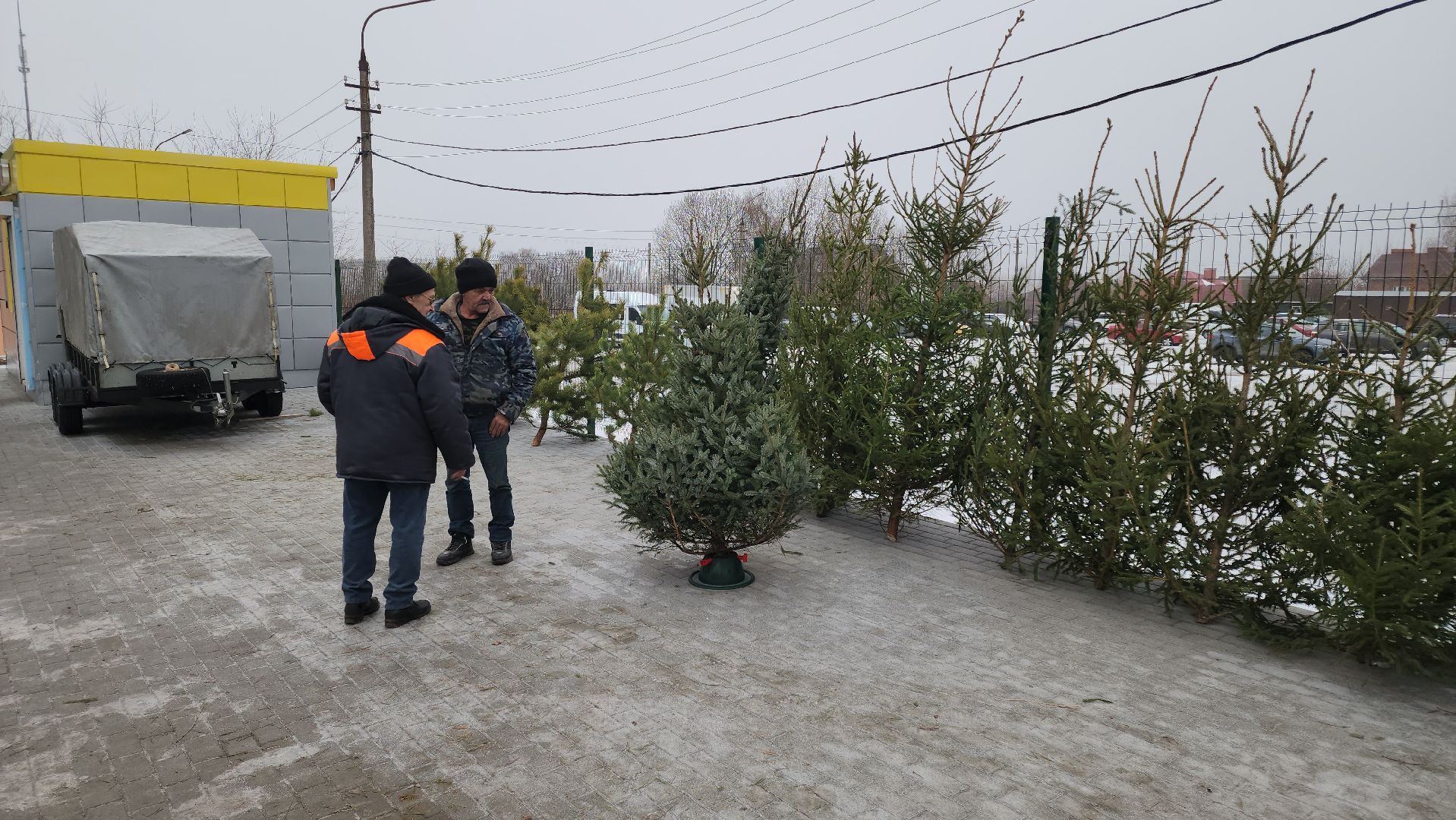 кашира, елочный базар, ель, сосна, вертикалки,