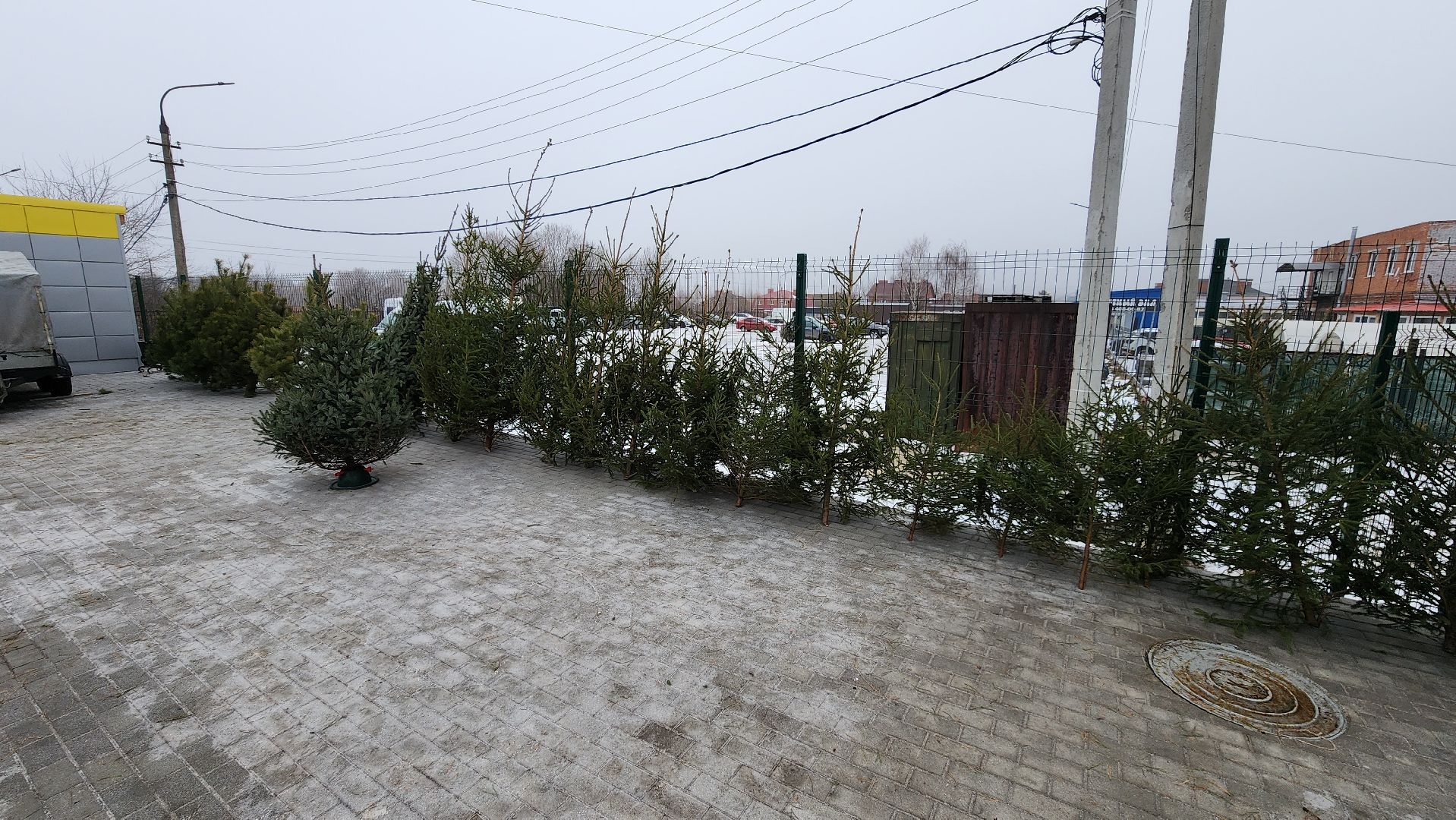 кашира, елочный базар, ель, сосна, вертикалки,