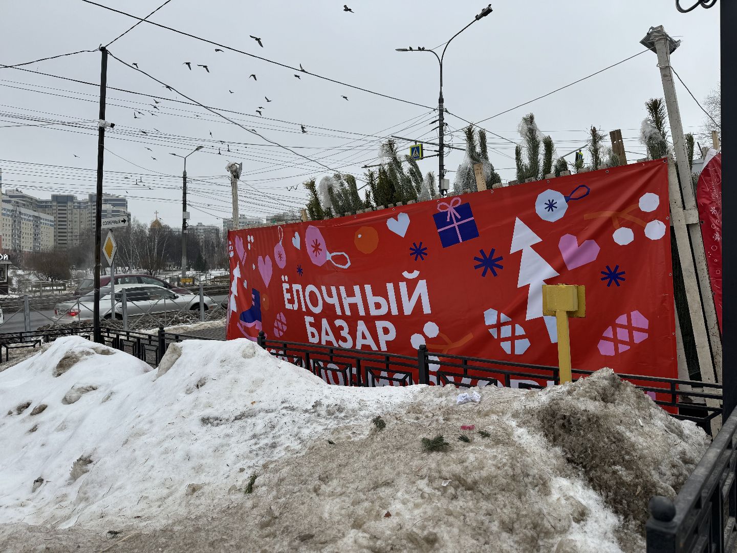 Елочные базары,зима в подмосковье,Сосны и ели,ленинский городской округ,