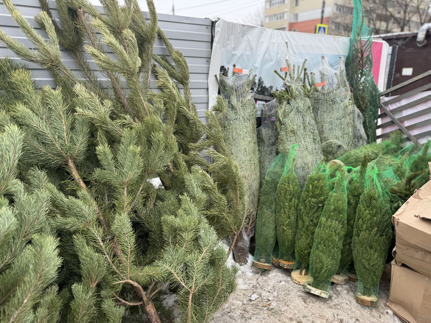 Елочные базары,зима в подмосковье,Сосны и ели,ленинский городской округ,