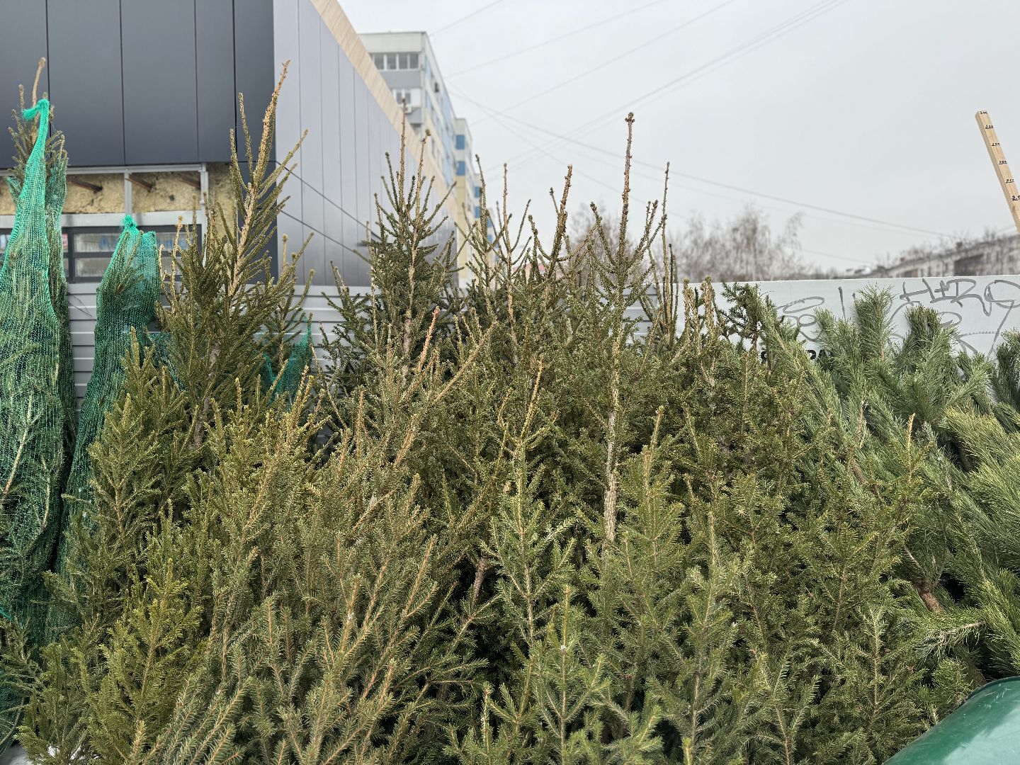 Елочные базары,зима в подмосковье,Сосны и ели,ленинский городской округ,