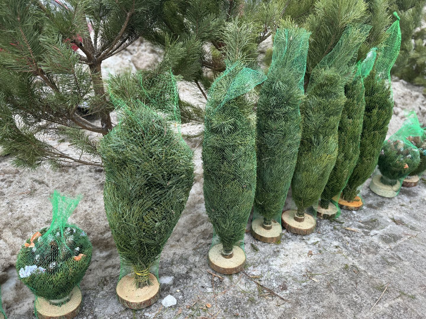 Елочные базары,зима в подмосковье,Сосны и ели,ленинский городской округ,