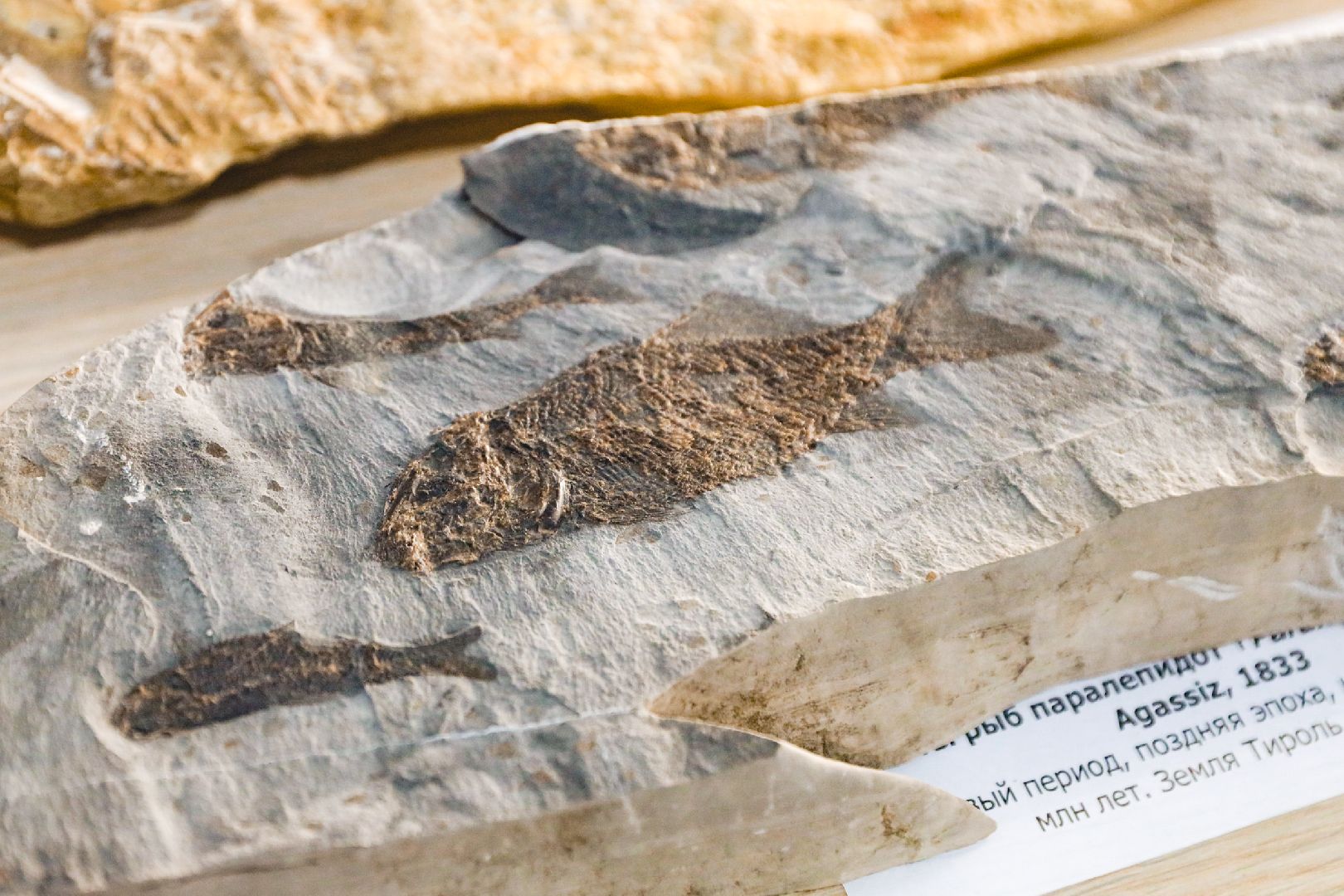 музей, история, химки,