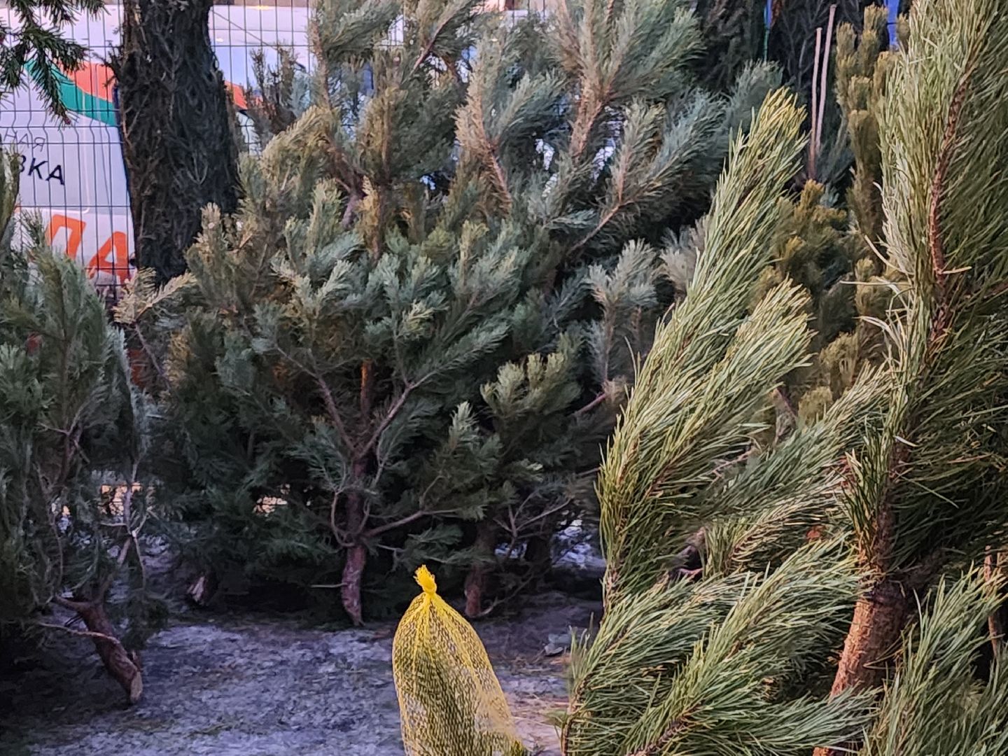 Новый год, елочный базар, новогоднее настроение, вертикалки, зима в подмосковье,